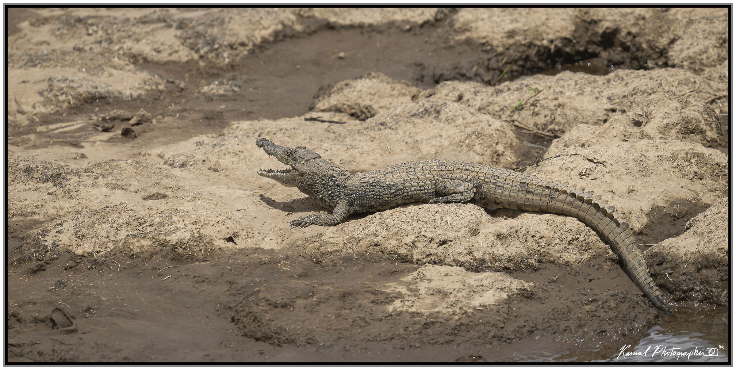 Crocodylus niloticus...