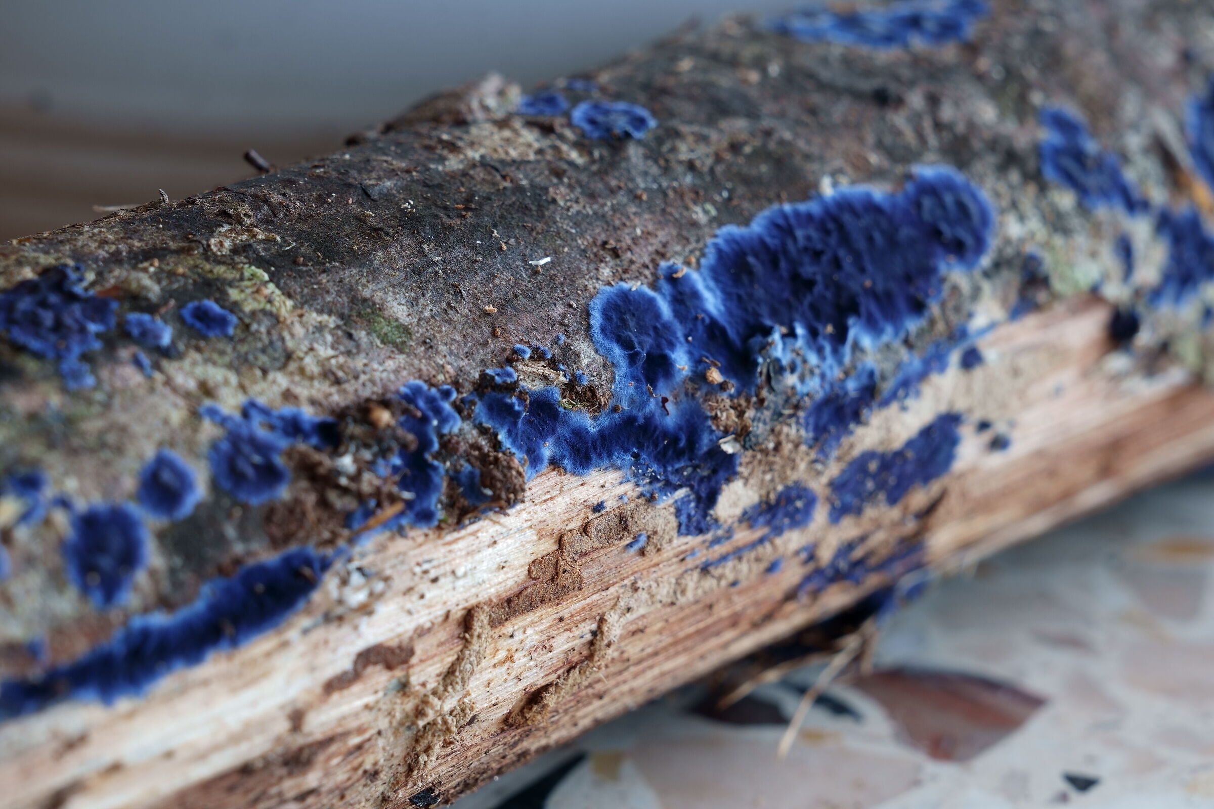 Fungi? Mold?lichen? BlueElectricPurple...