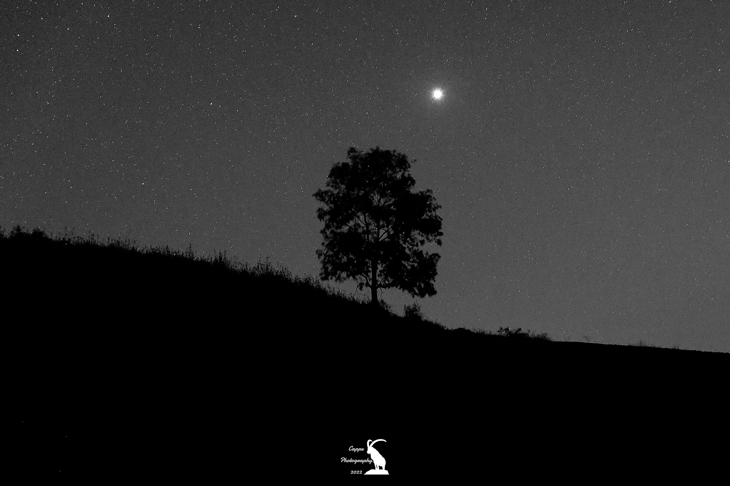 Black and white portrait of a tree and Jupiter...