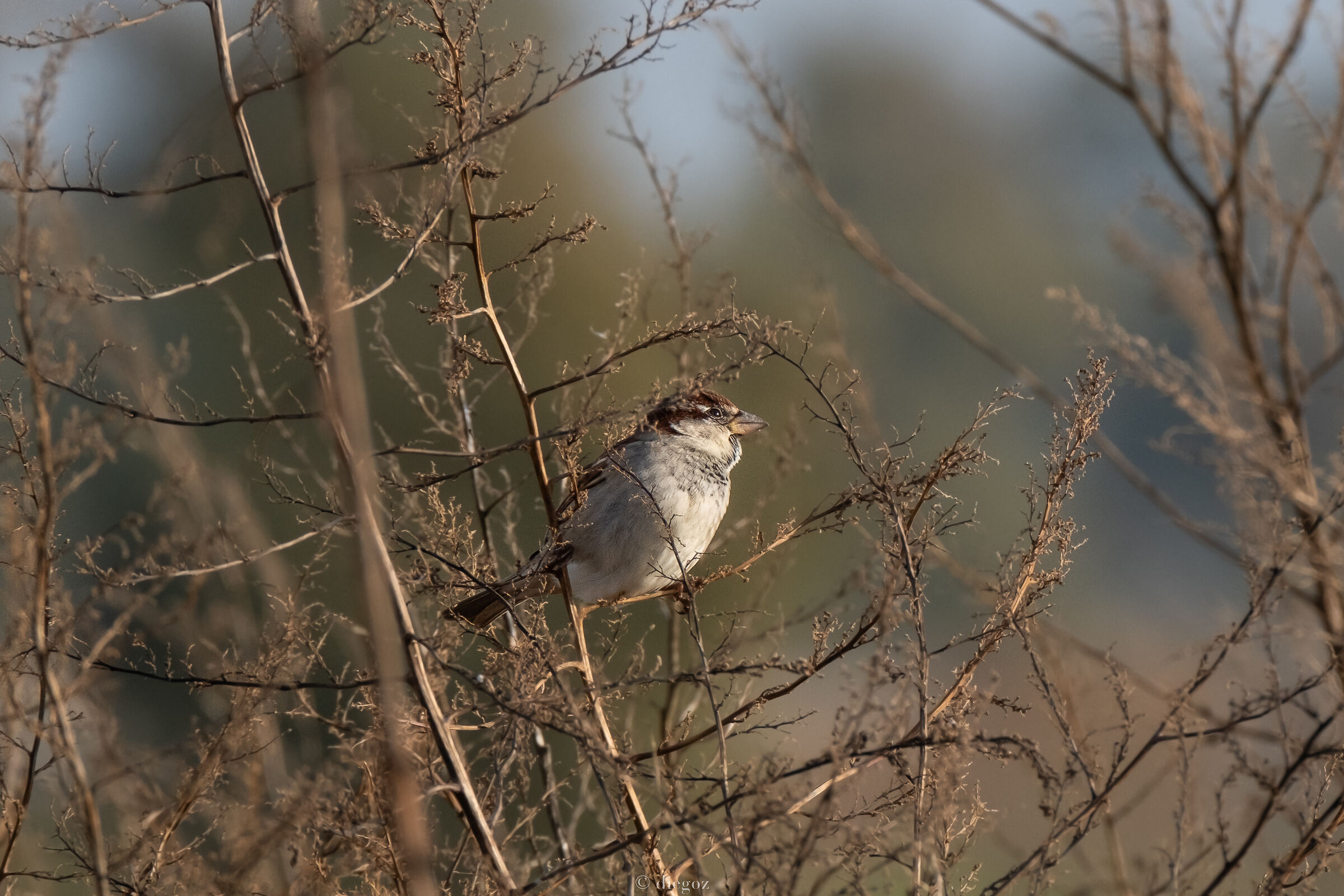 tree sparrow...