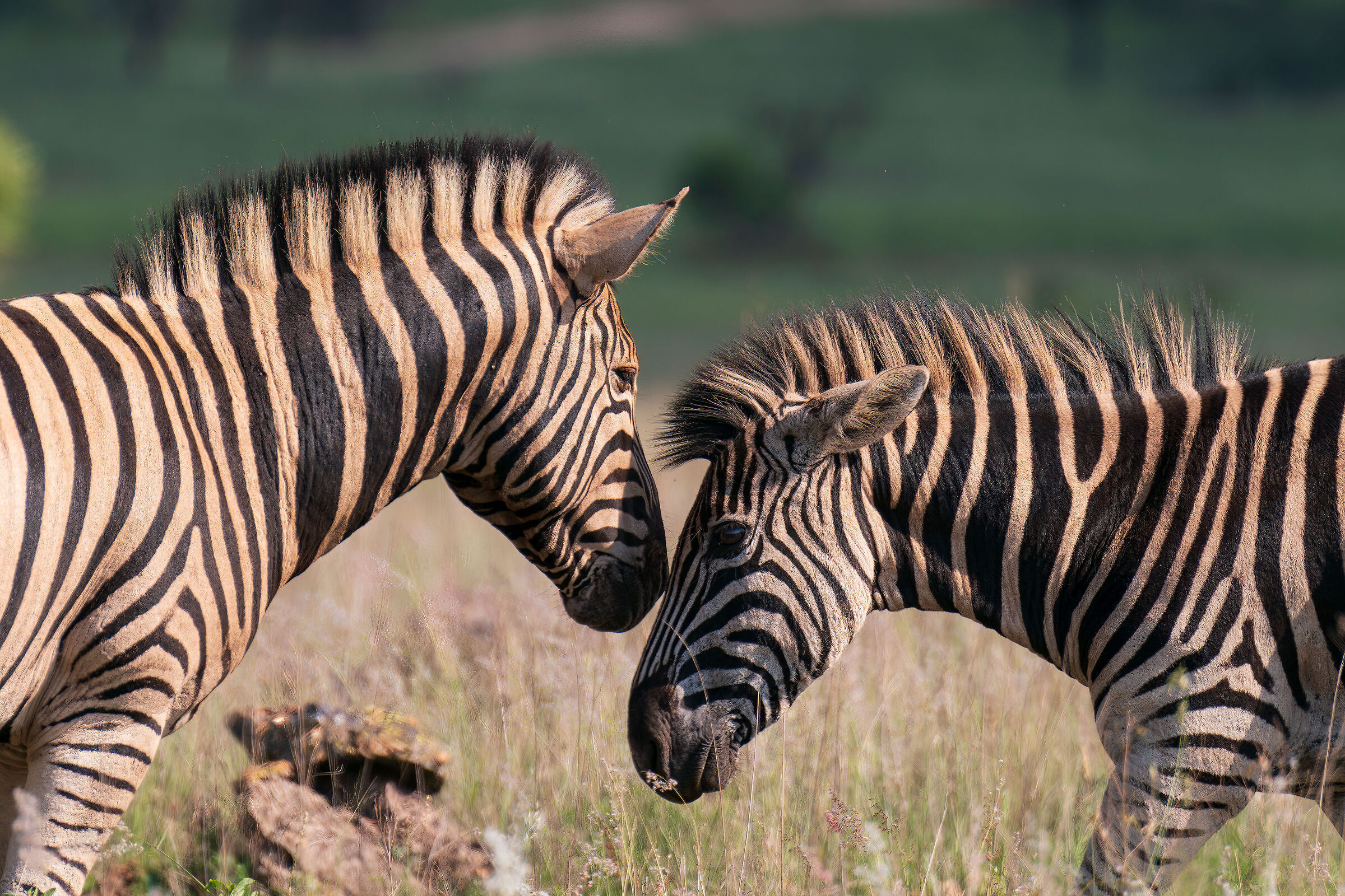 Zebra & Zebra...