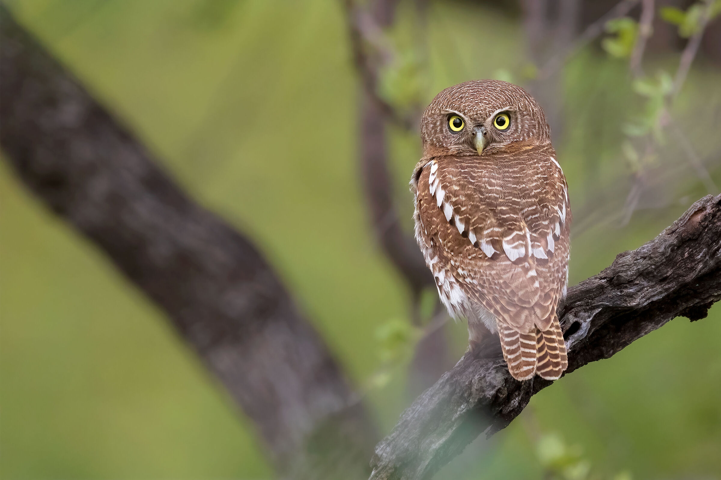 African barred owlet...