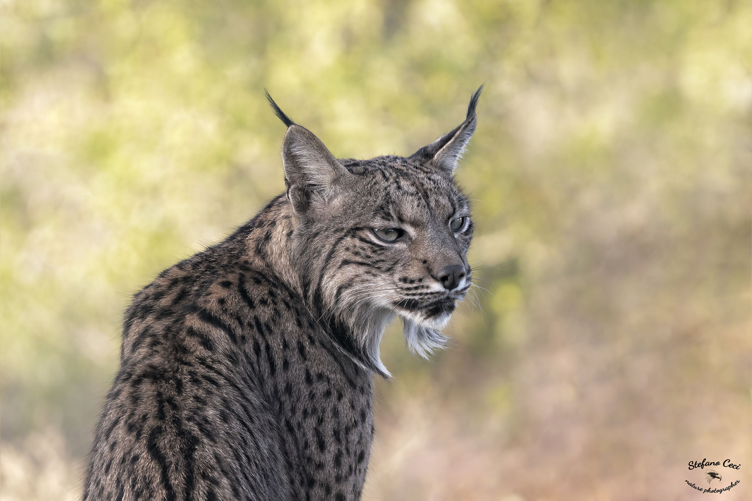 Iberian lynx ...