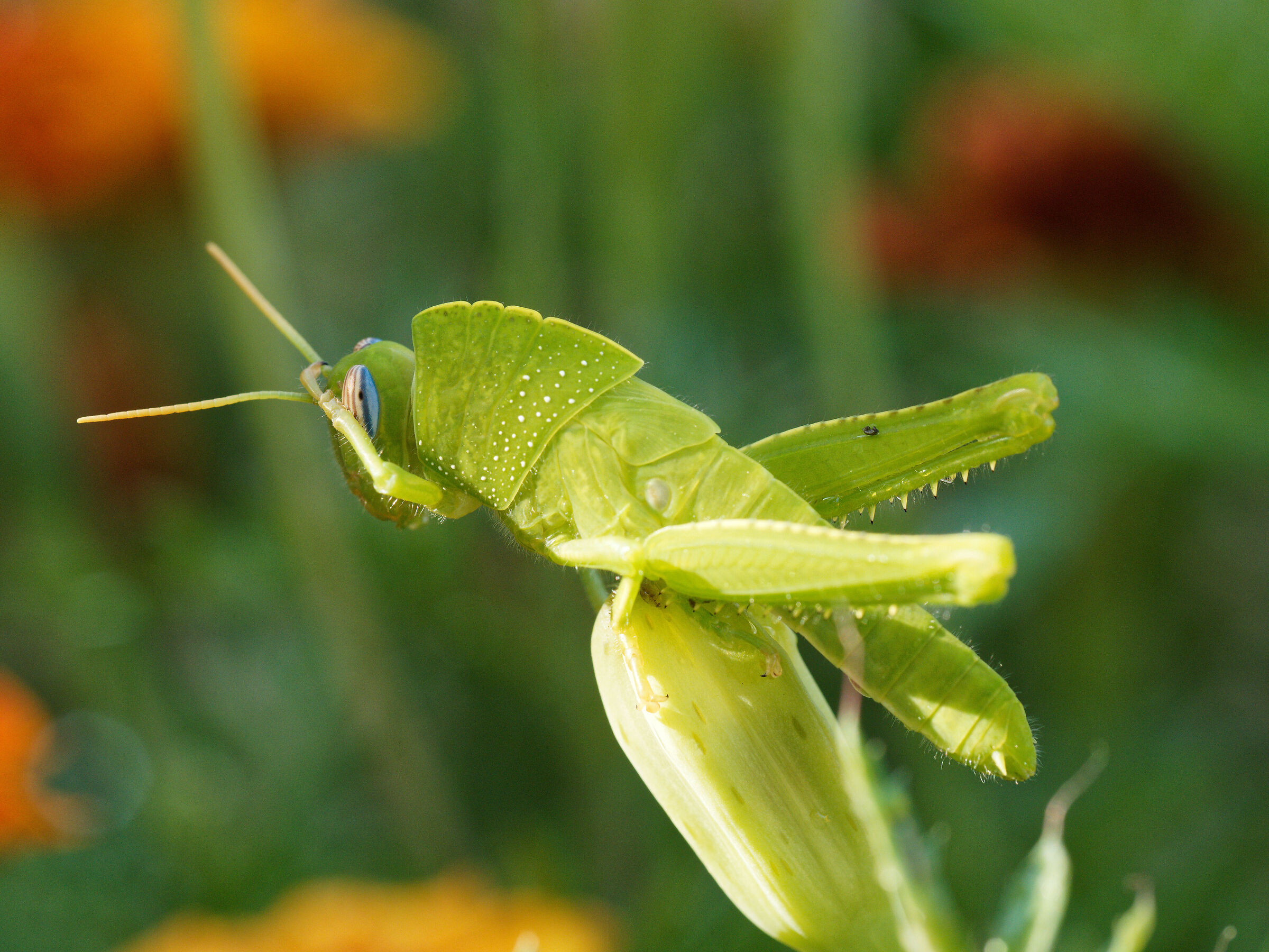 Green grasshopper...