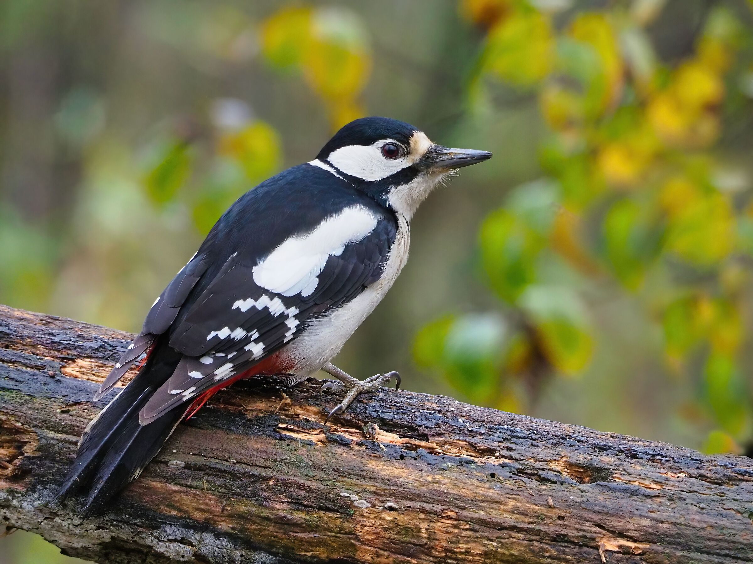 Greater spotted woodpecker (f)...