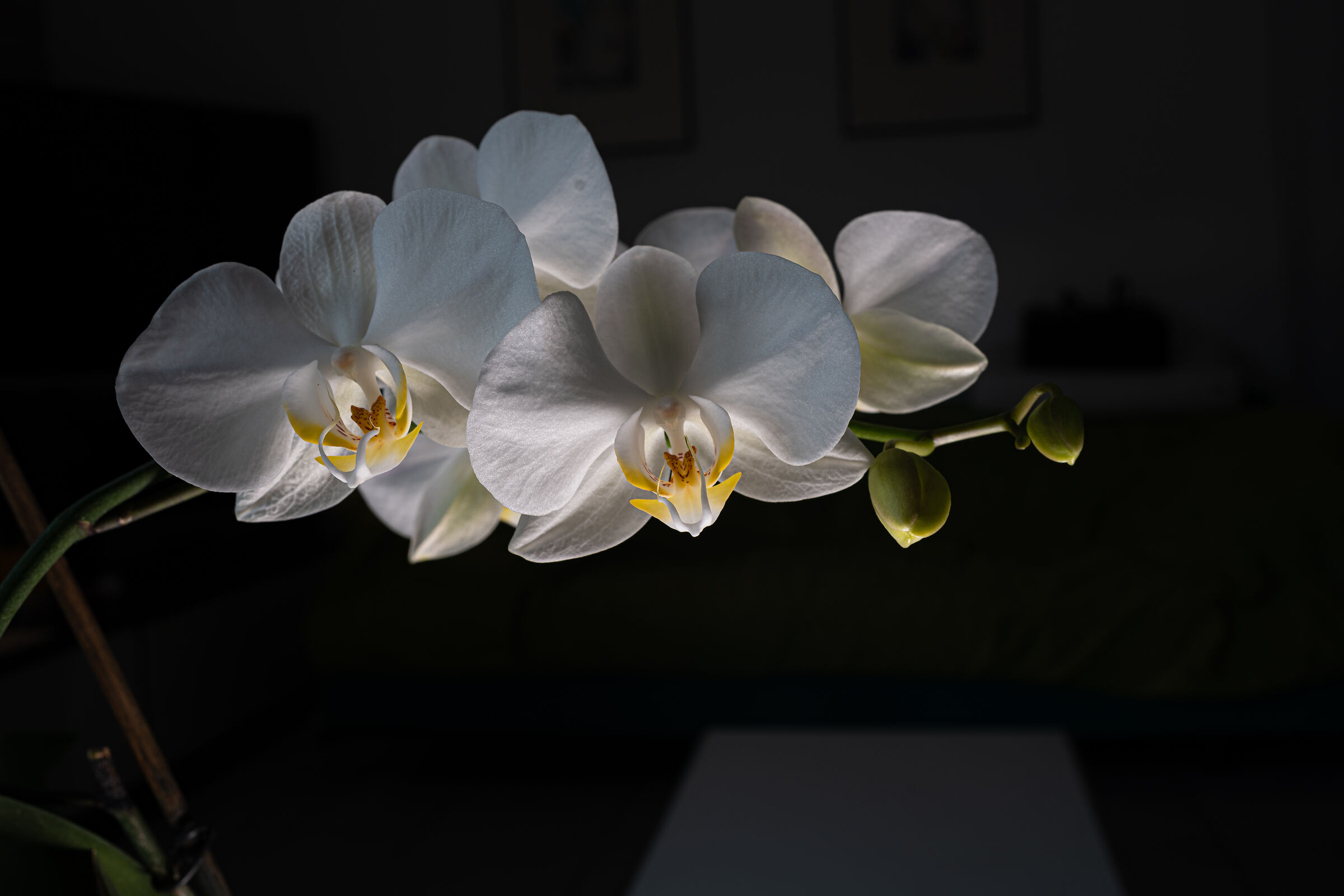 orchidea con 35 mmm...