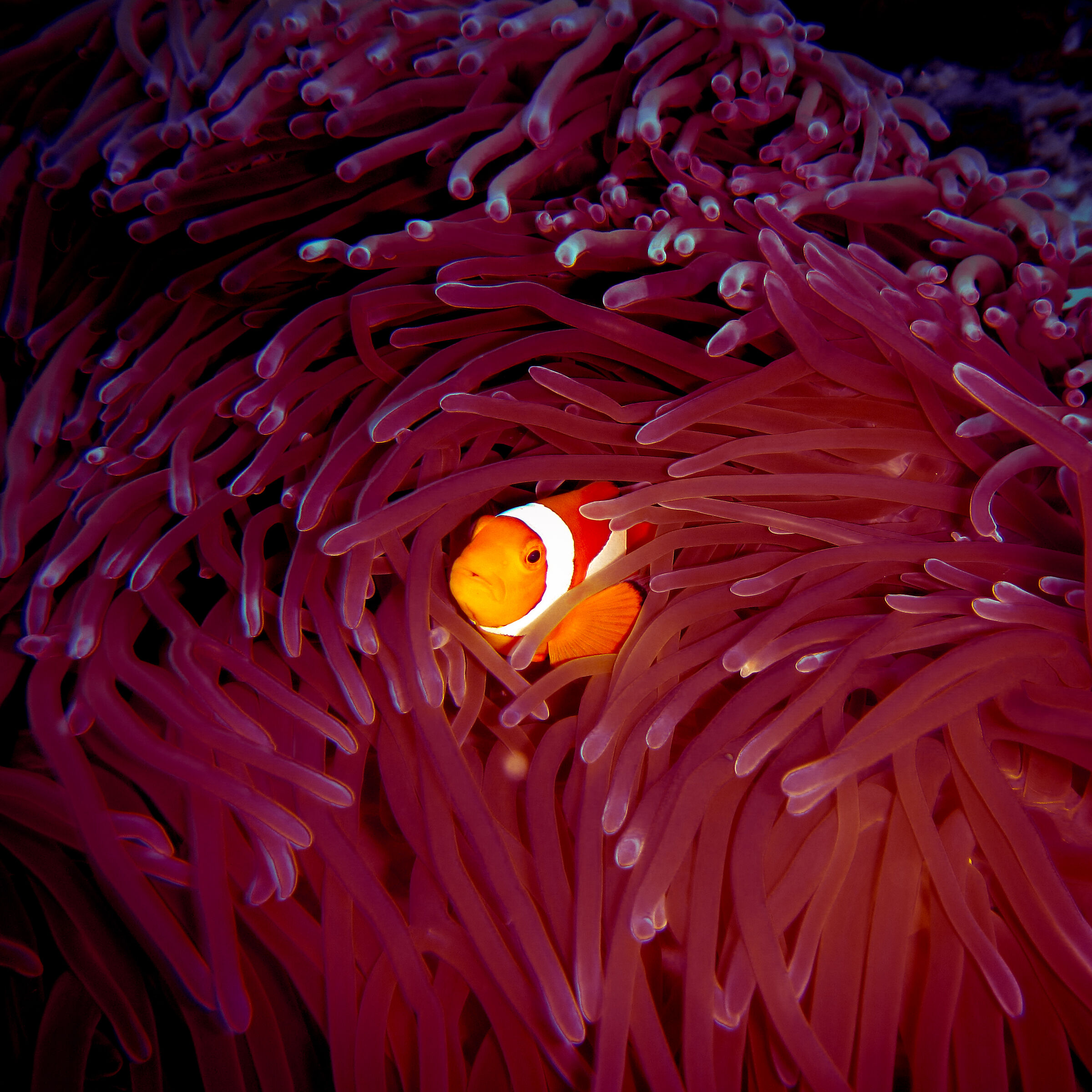 Finally find Nemo...