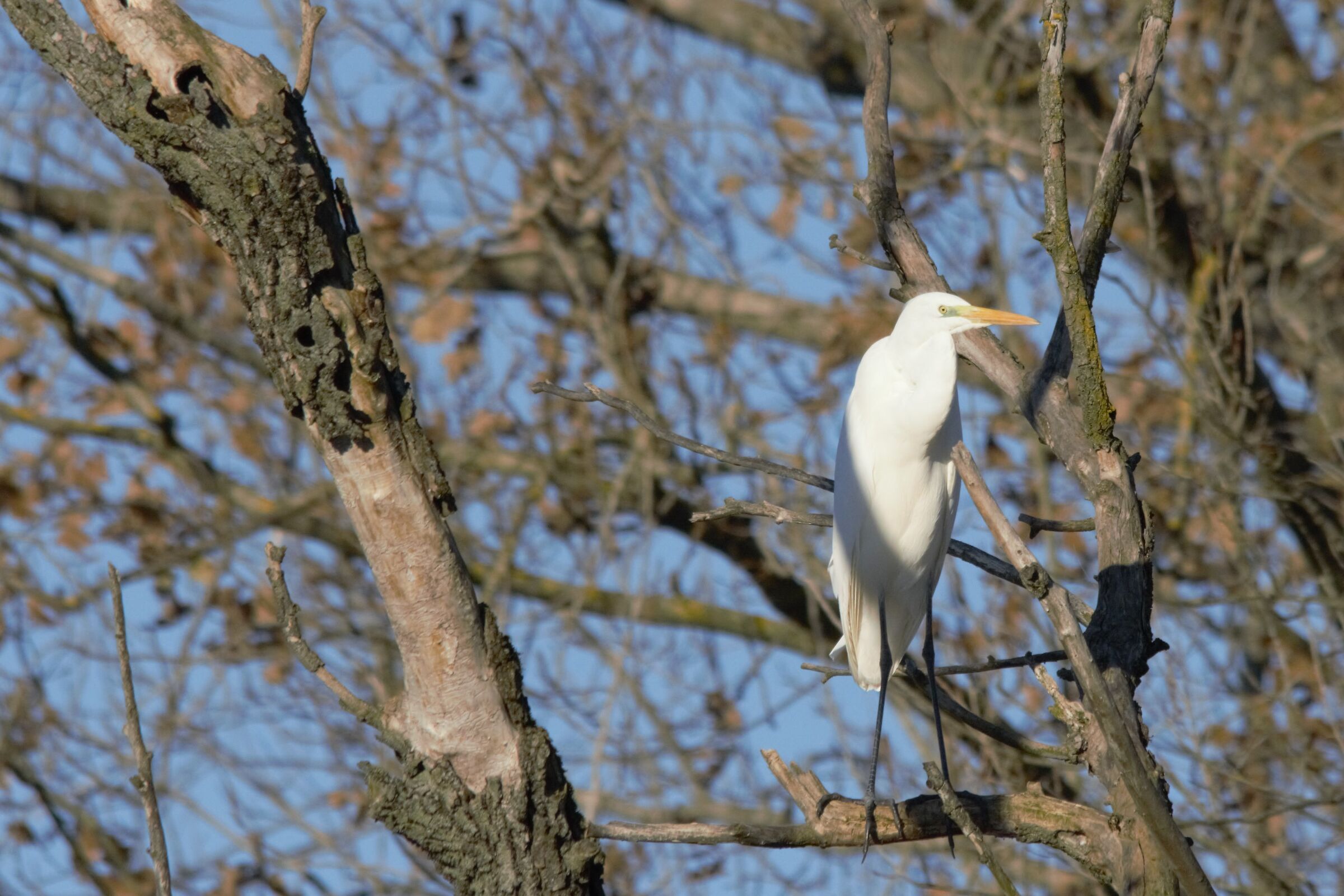White Heron...
