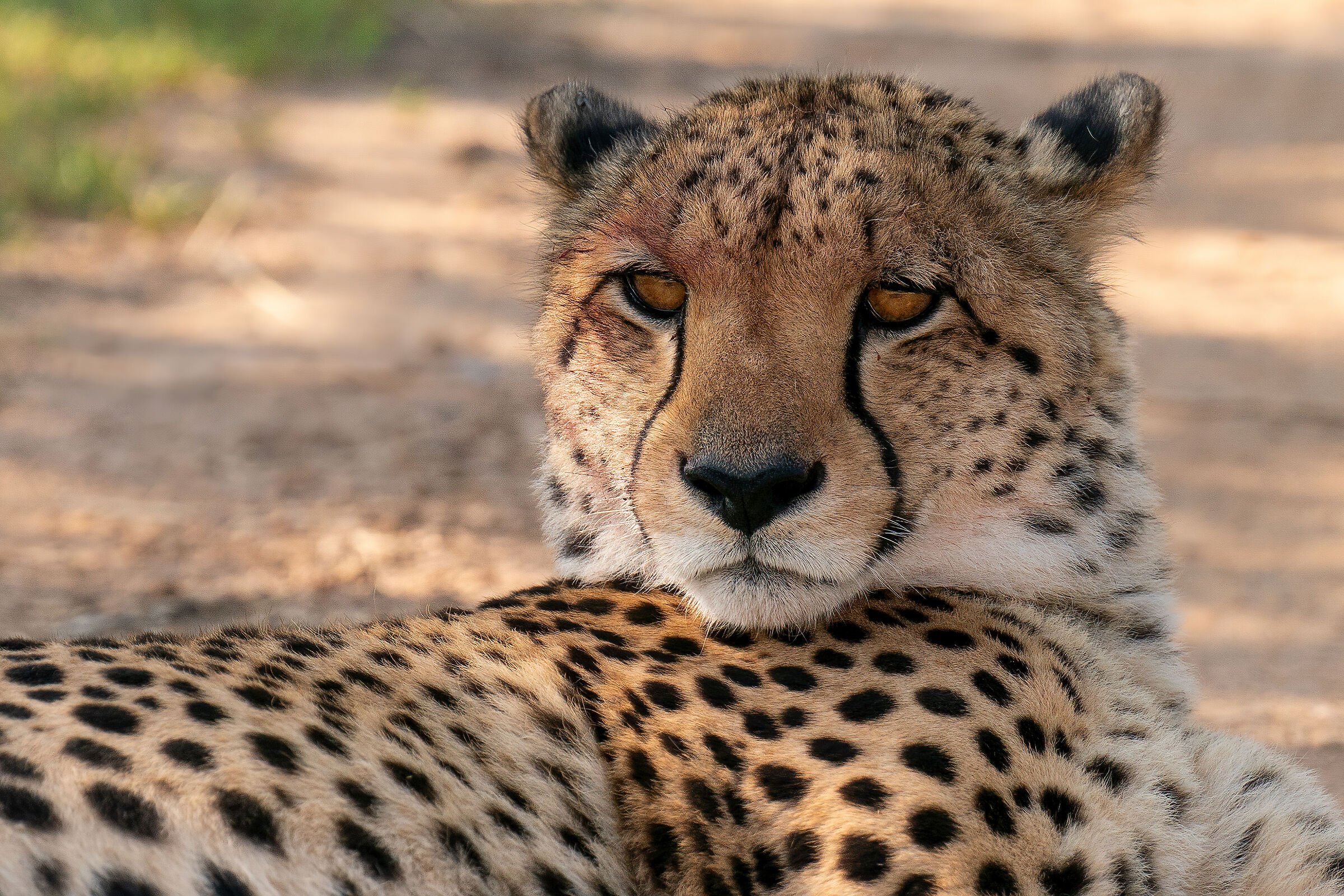 Cheetah at rest...