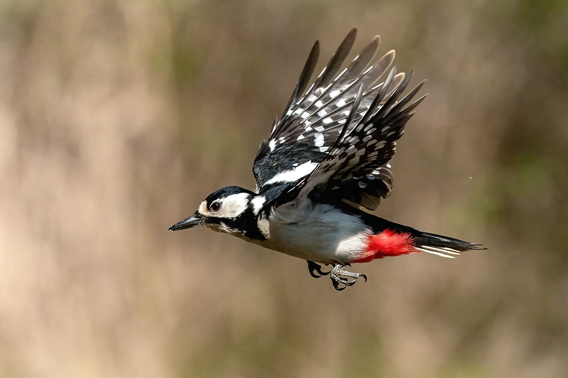 Greater spotted woodpecker (Dendrocopos major)...
