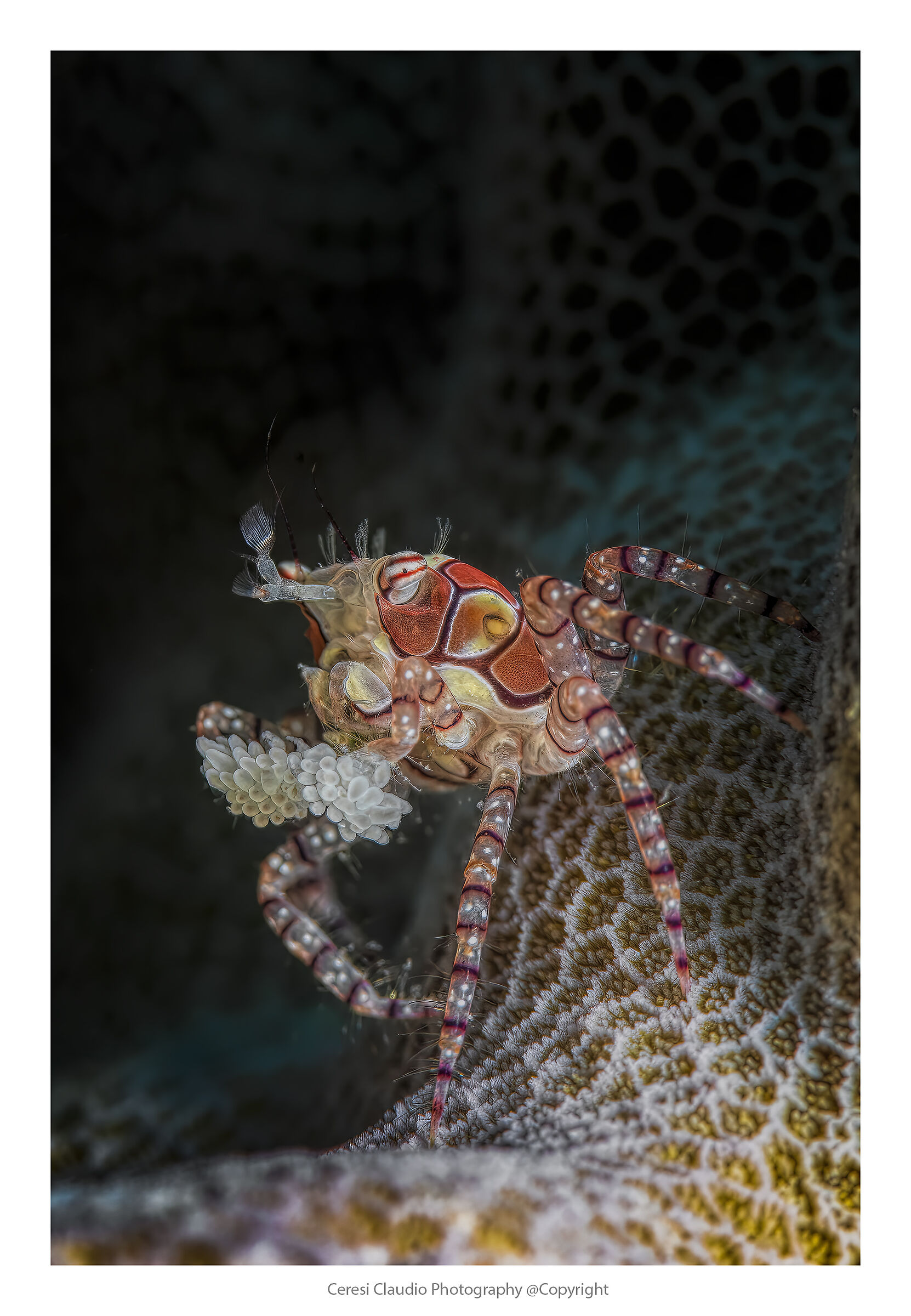 boxeur crab Lybia tessellated NSW , ...