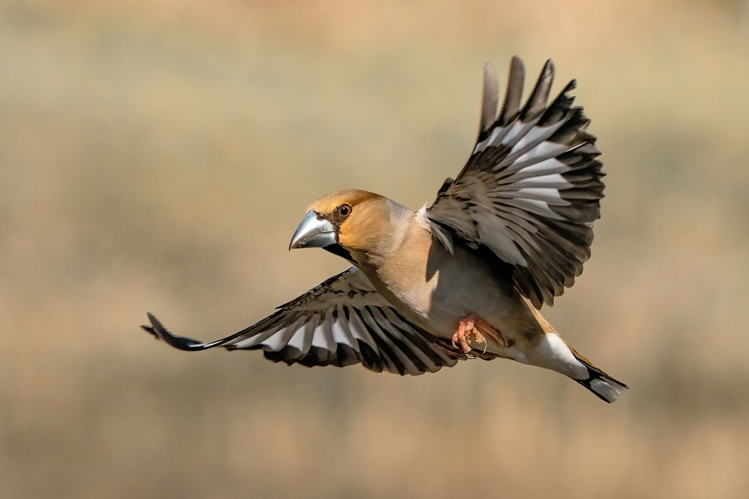  Hawfinch (Coccothraustes coccothraustes)...
