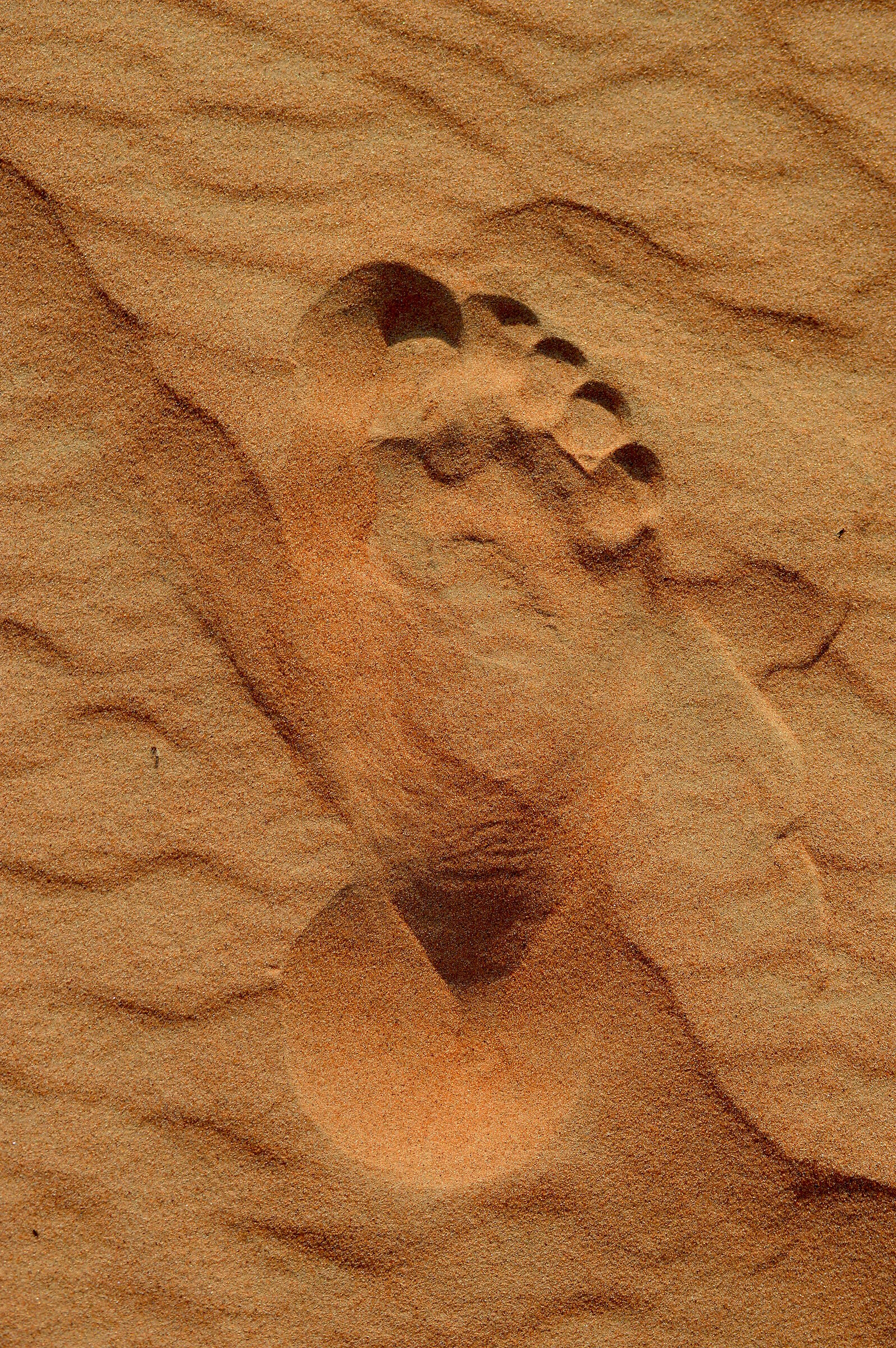 La prima impronta dell'uomo sulla duna......