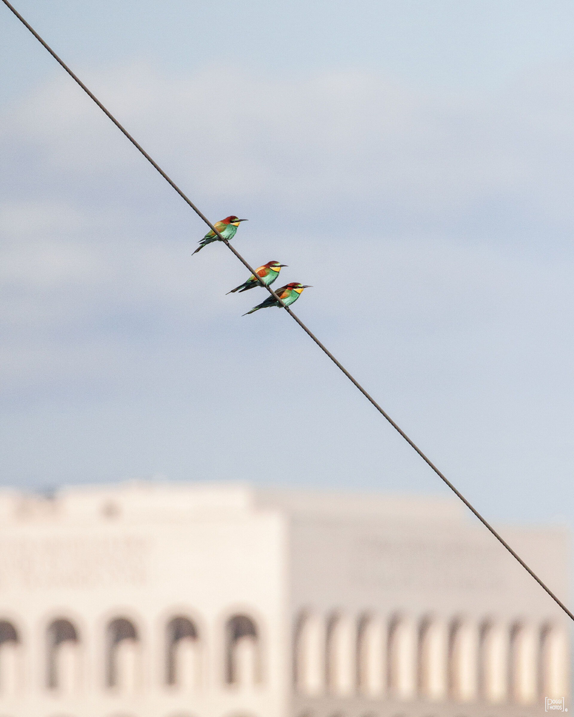 Urban bee-eaters in Rome...