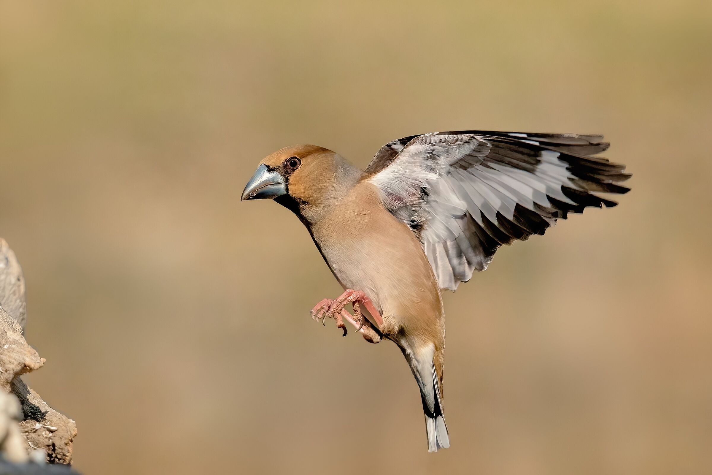 Hawfinch (Coccothraustes coccothraustes) ...
