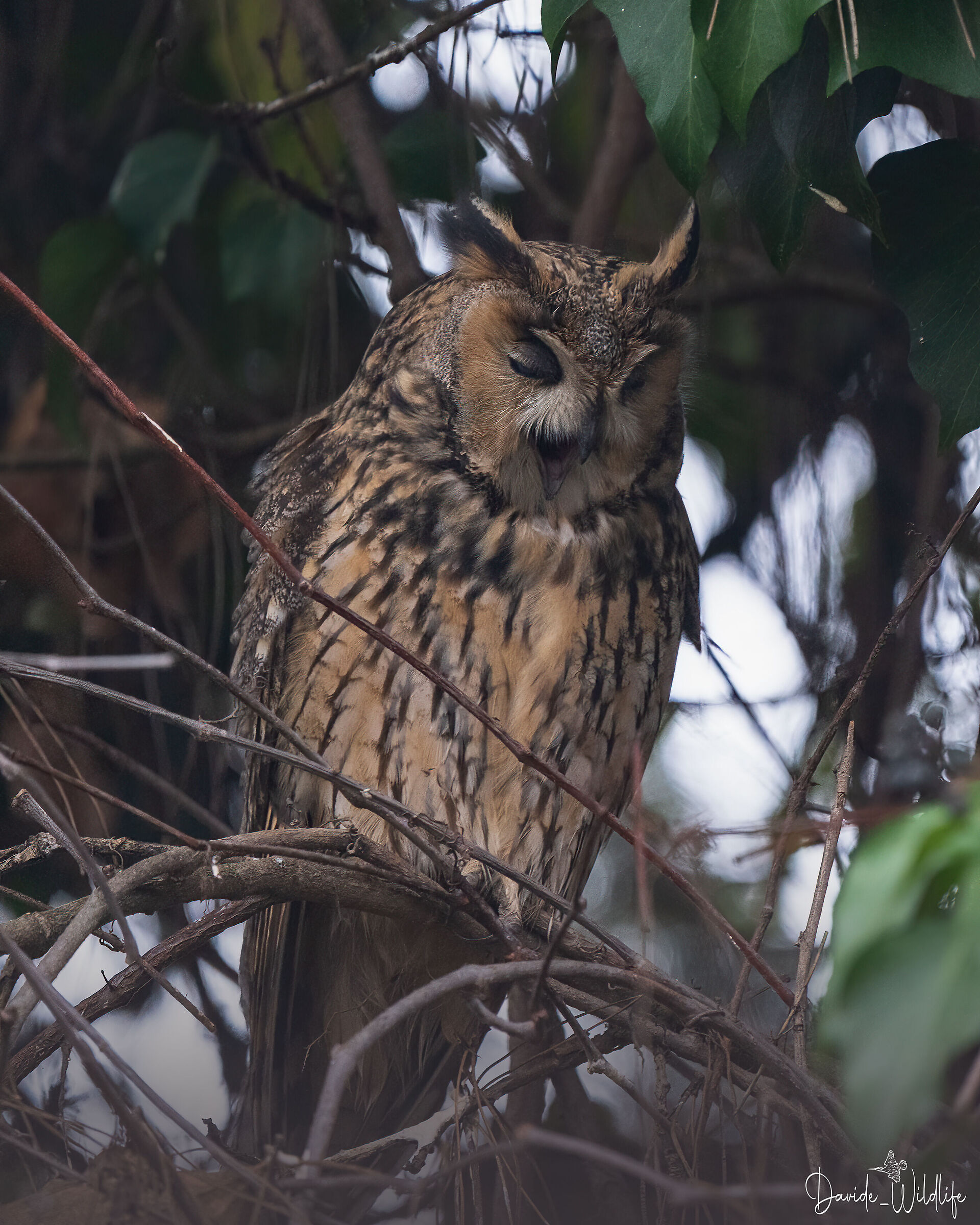 Common owl (yawn)...