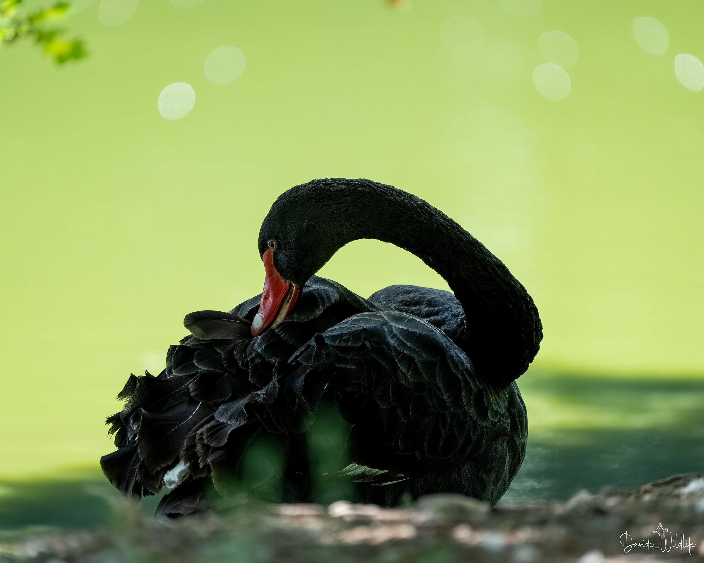 black swan ...