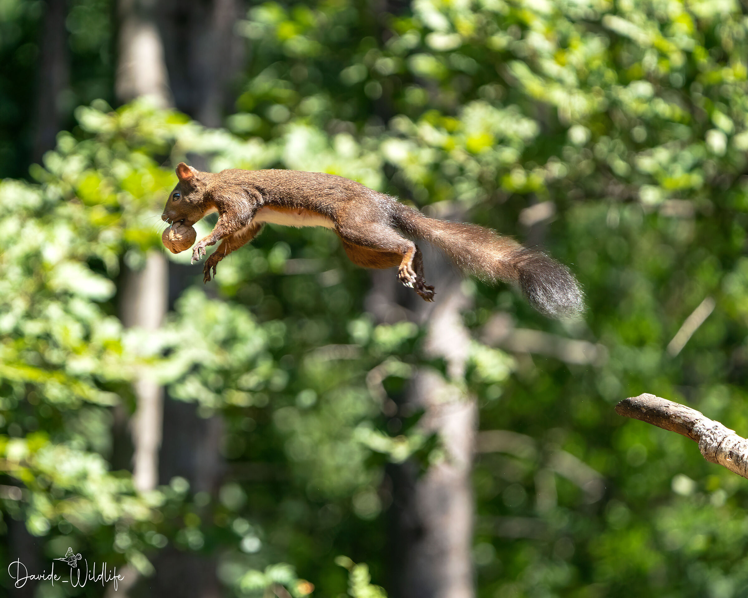 Red squirrel in flight...