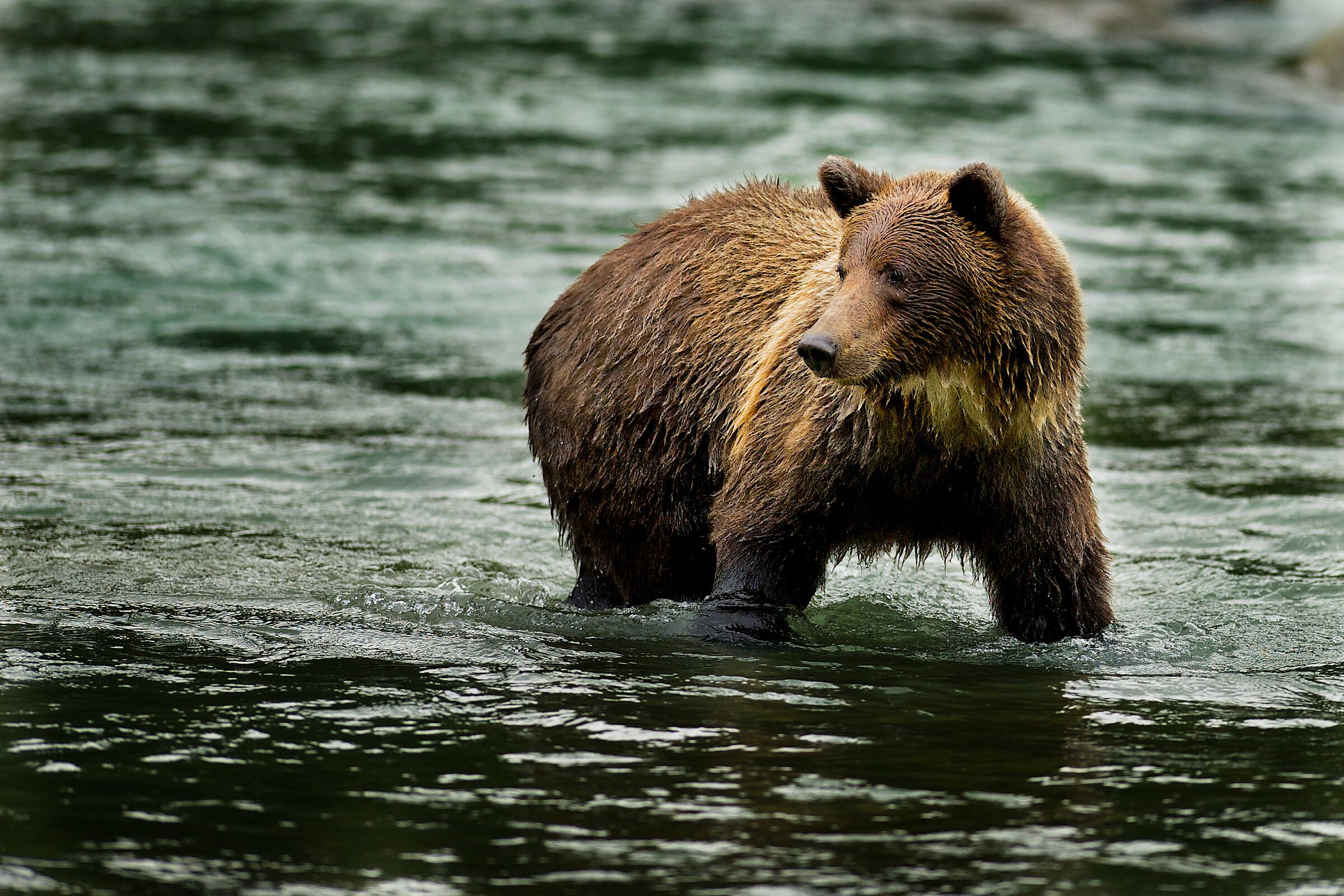 Grizzly a pesca...