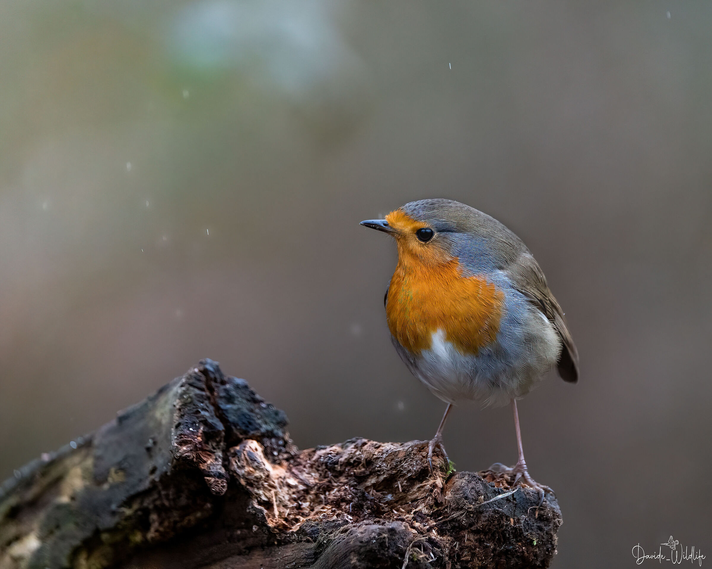 Robin in the rain ...
