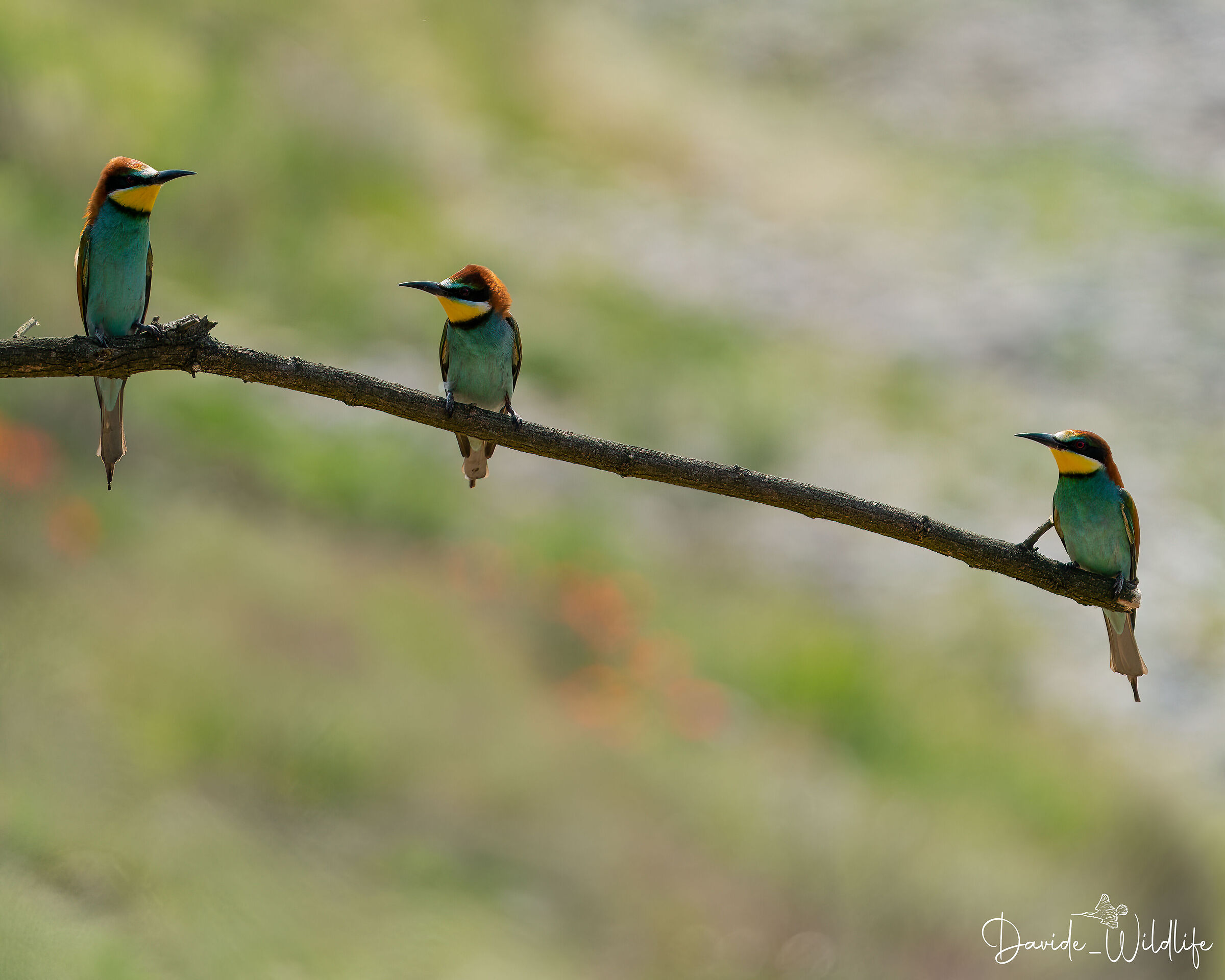 Bee-eaters ...