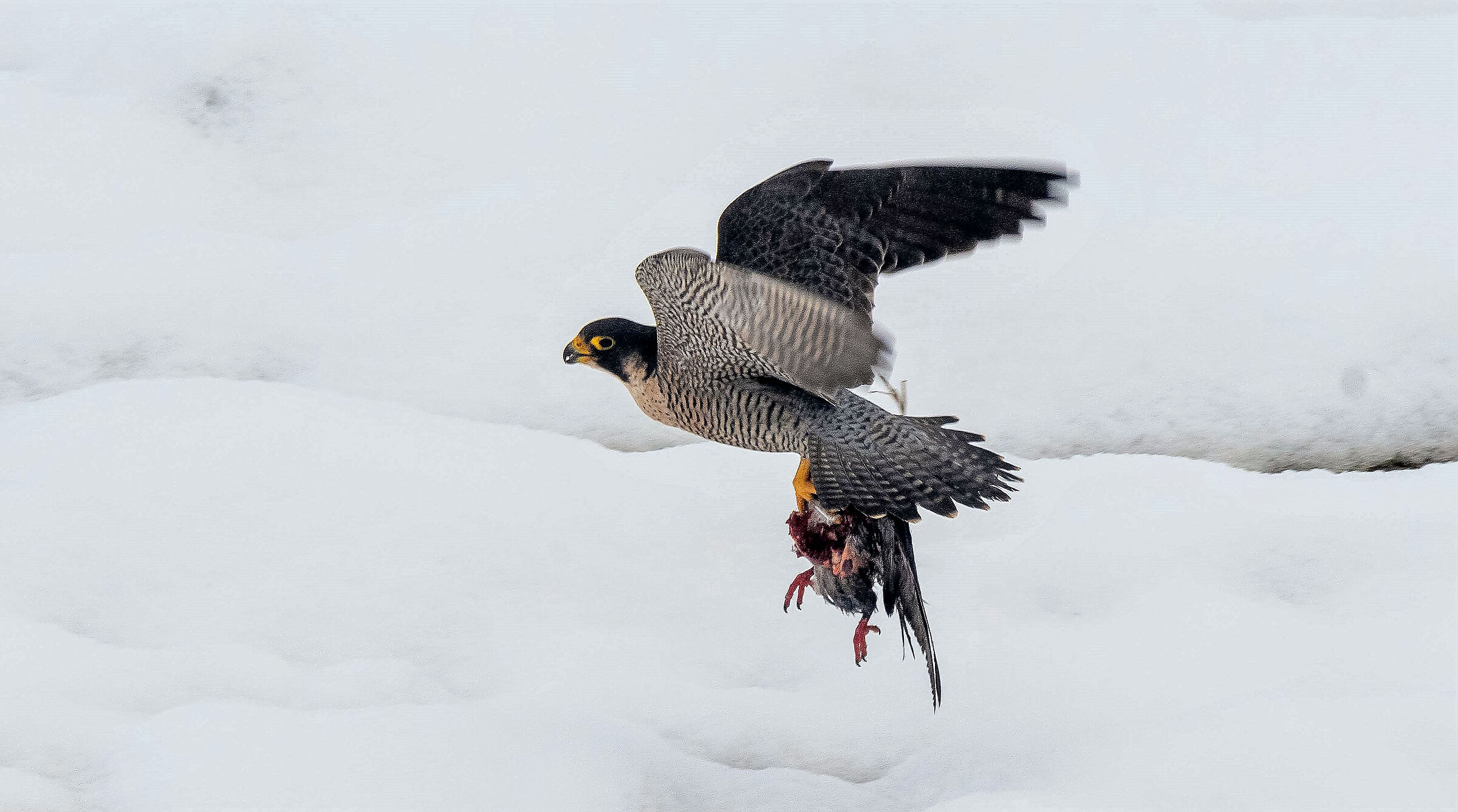 Peregrine falcon with prey...