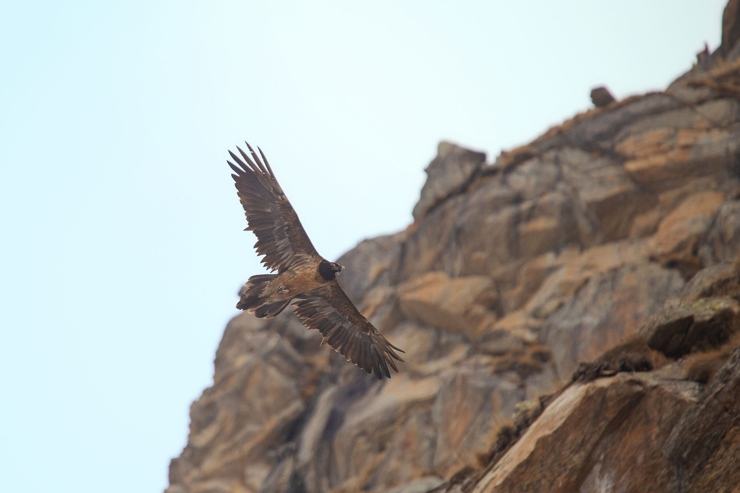 Bearded vulture camouflaged on the rocks...