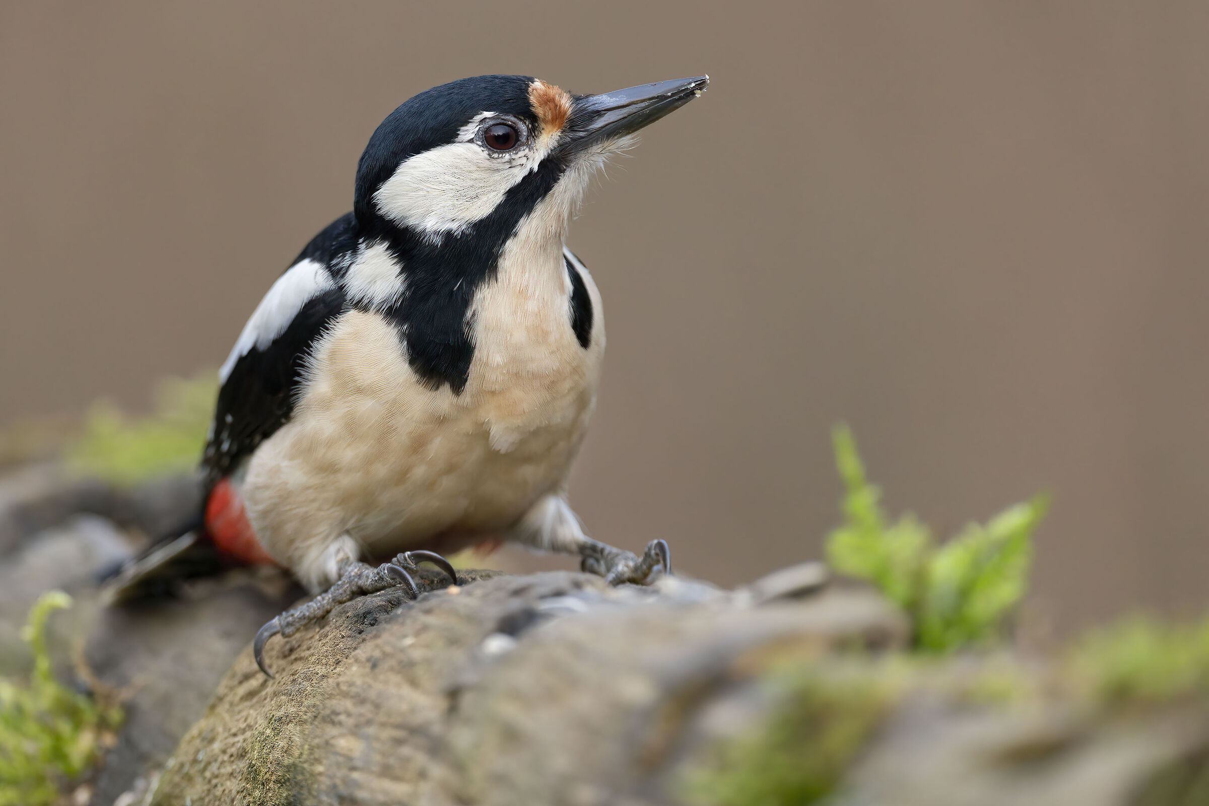 Greater spotted woodpecker ...