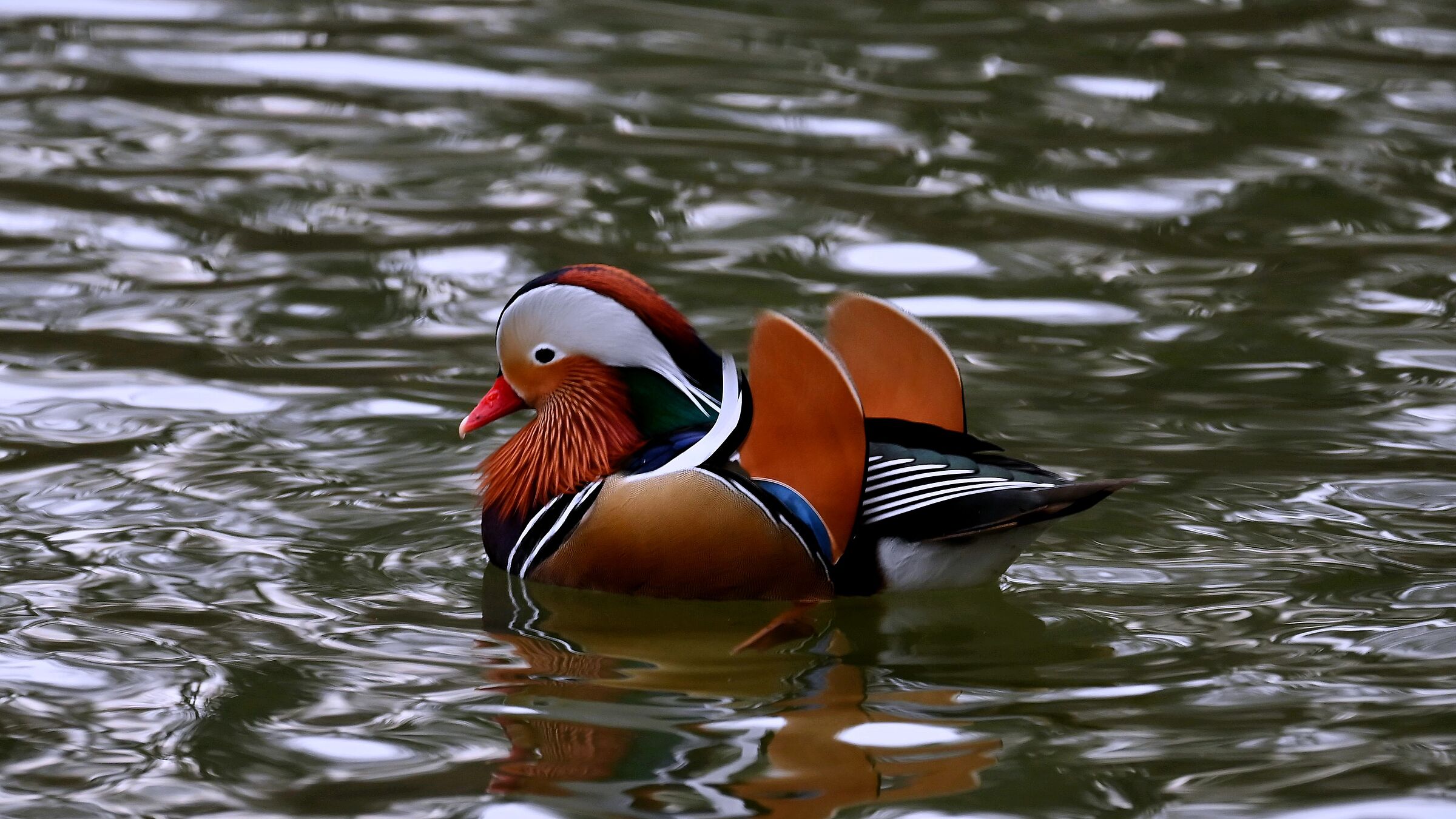 Mandarin Duck - Laghetto Villa Reale Monza...