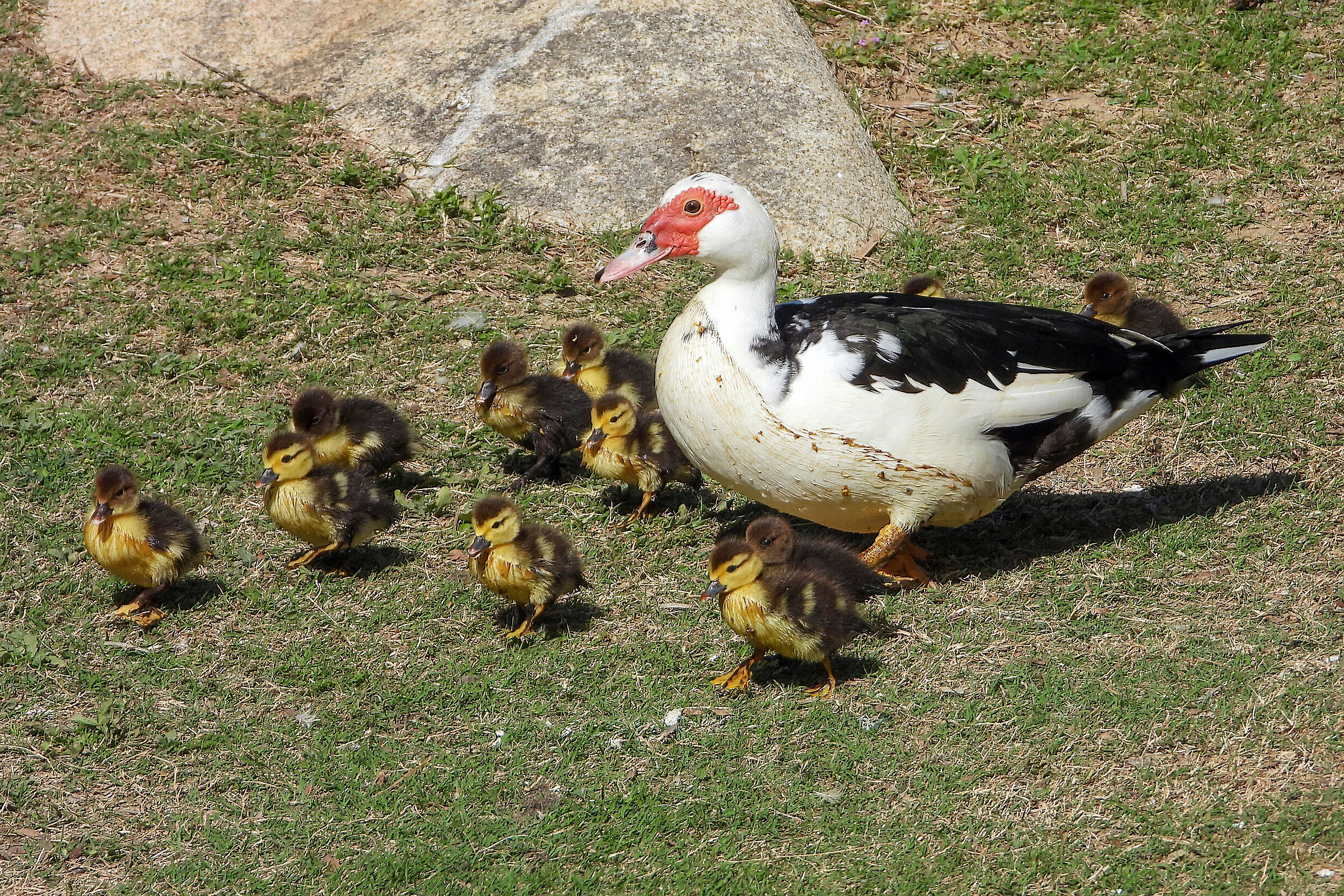 Muscovy duck with pullets ...