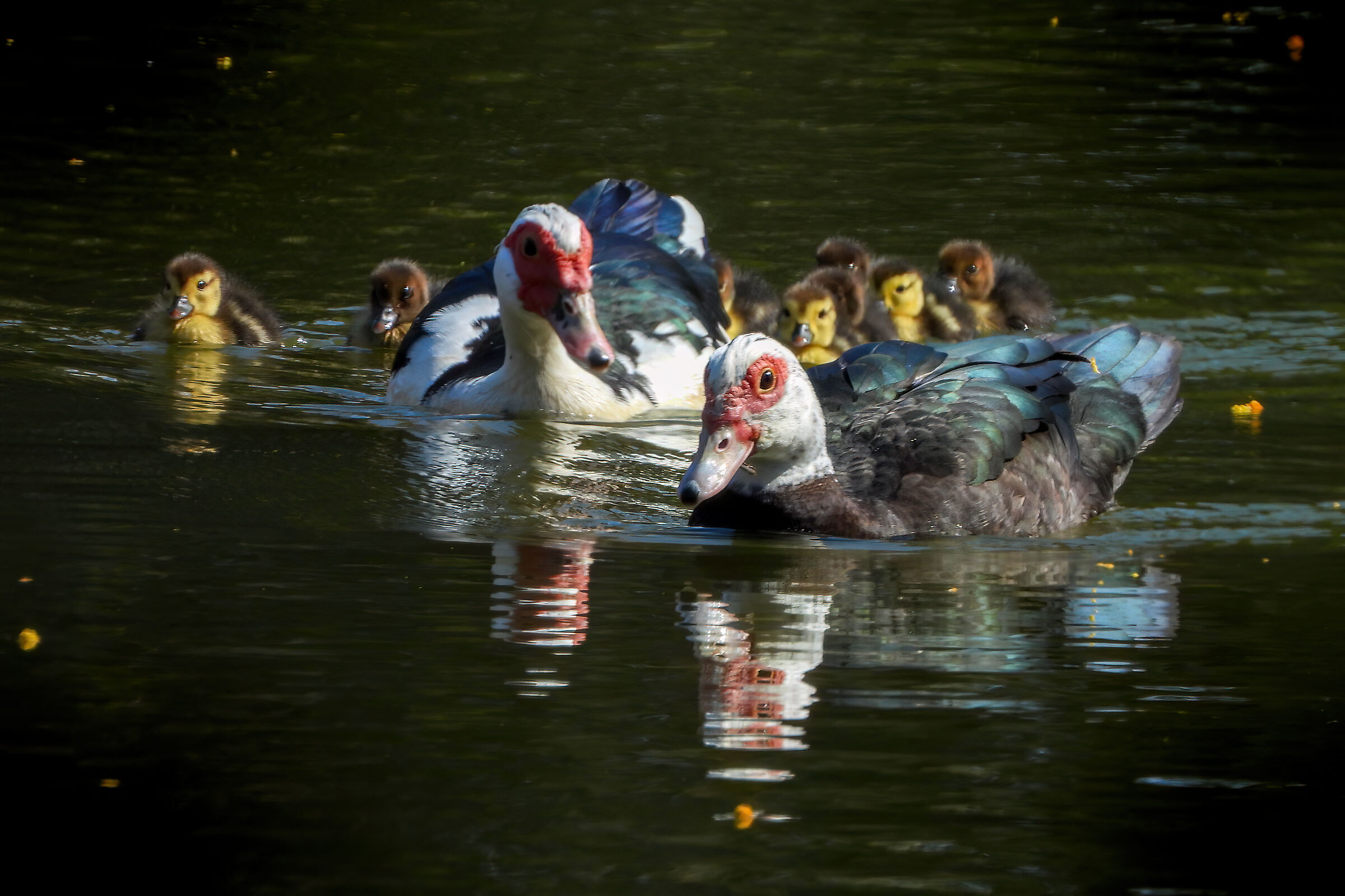 Muscovy ducks with pullets ...