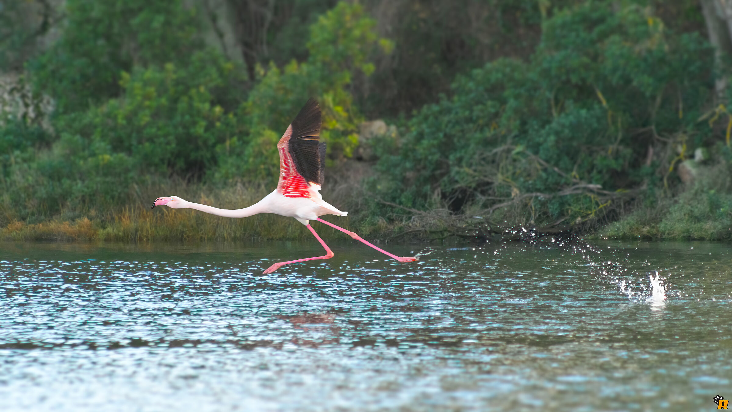 Flamingo on take-off...