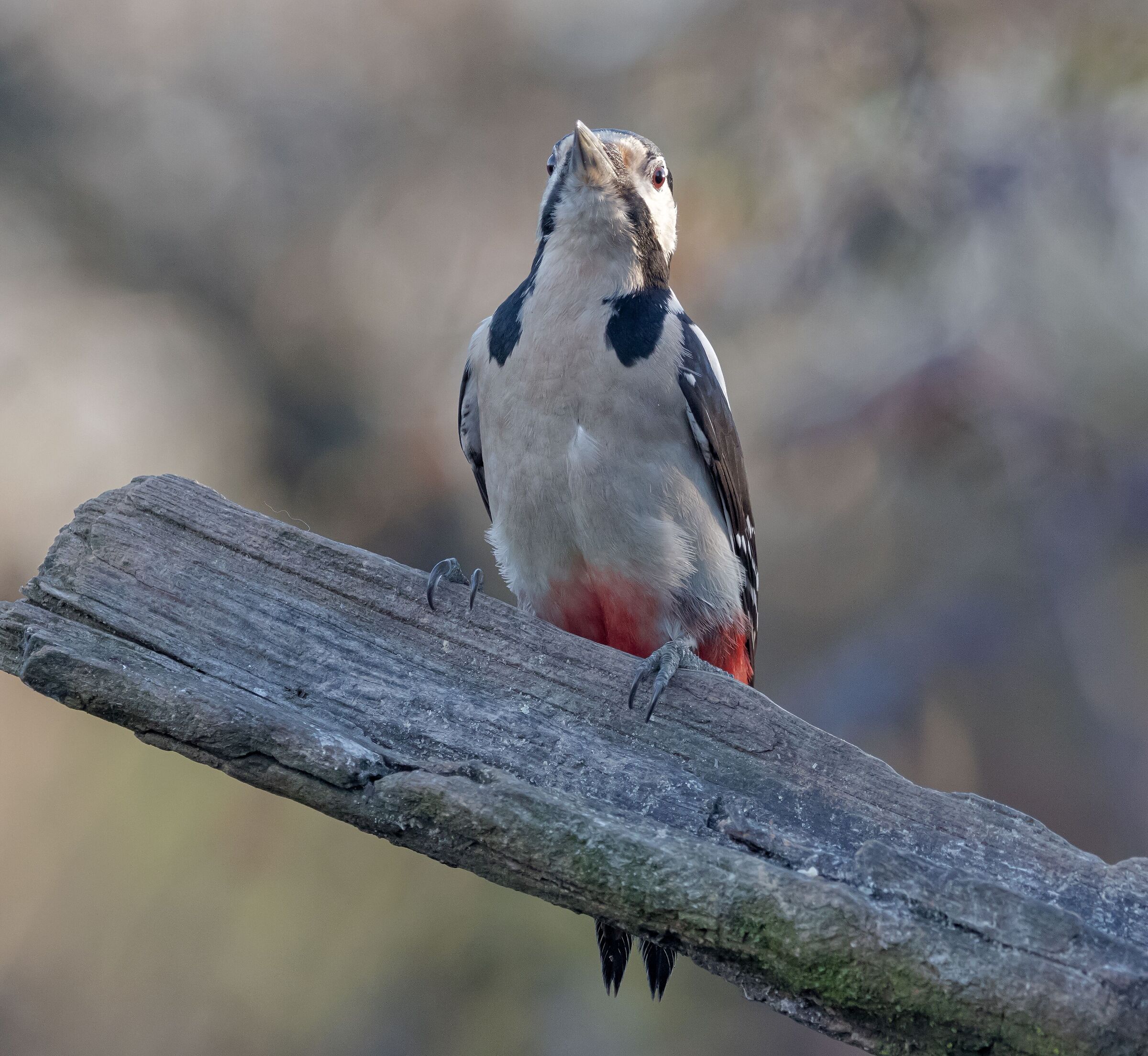 Greater spotted woodpecker male Oasi Lipu 5/01/2023...