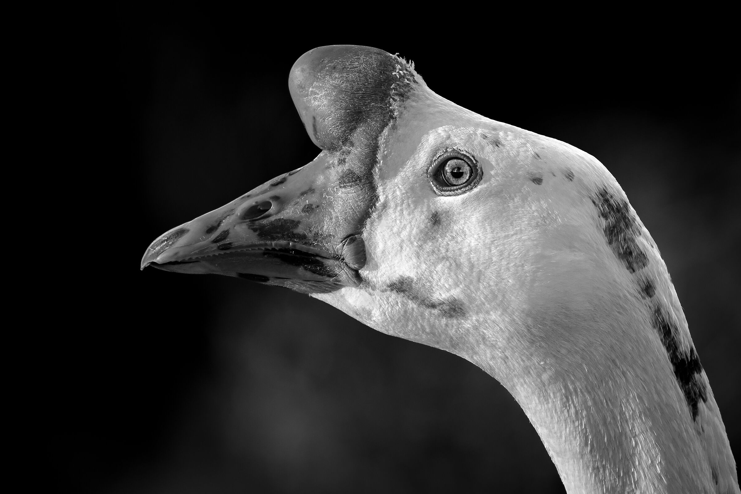 Chinese goose...