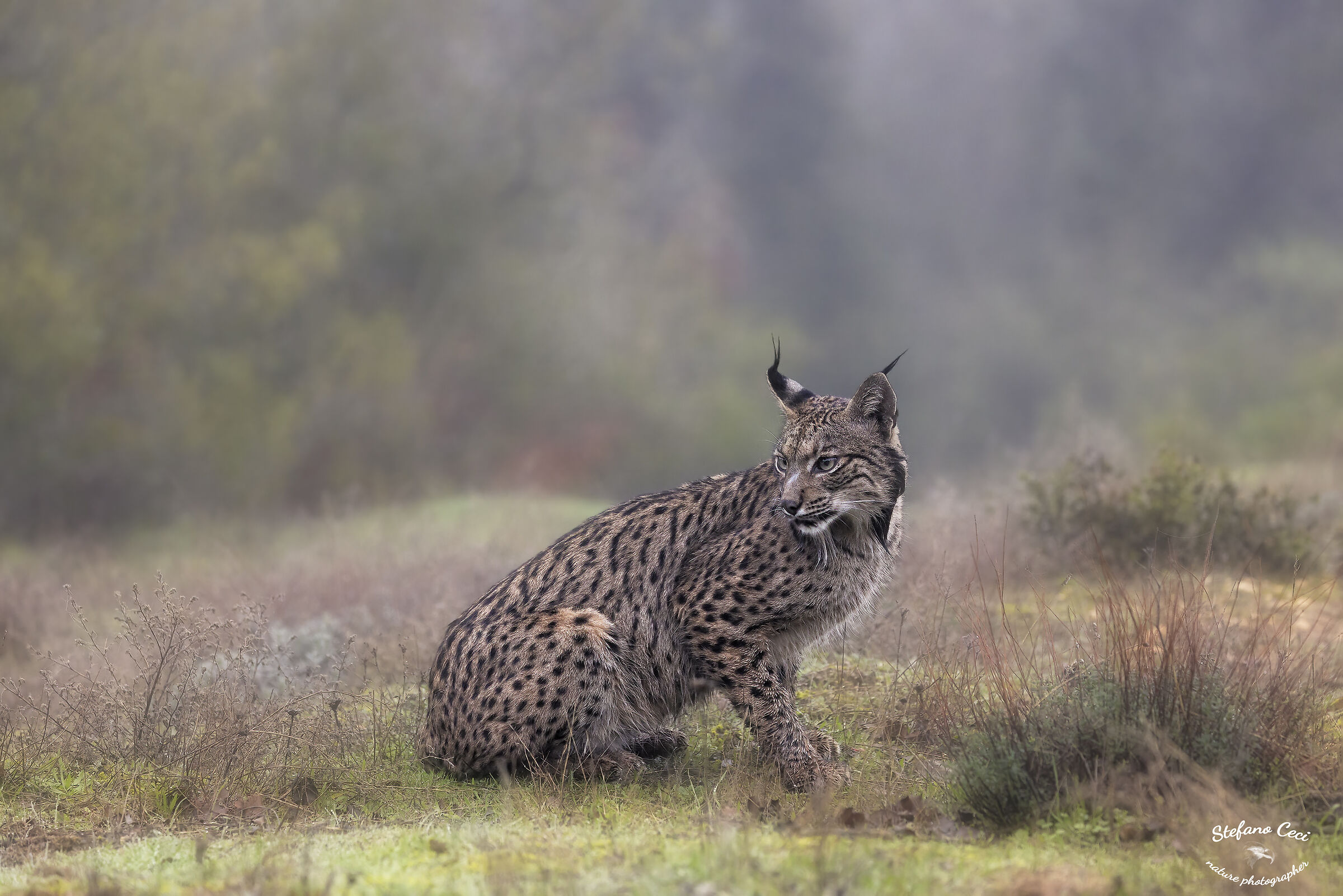 Iberian lynx female...