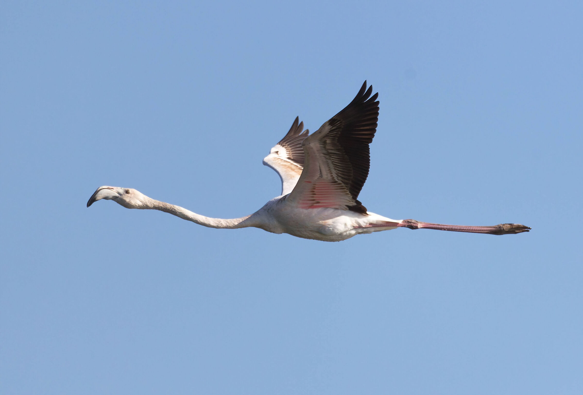 The flight of the flamingo...