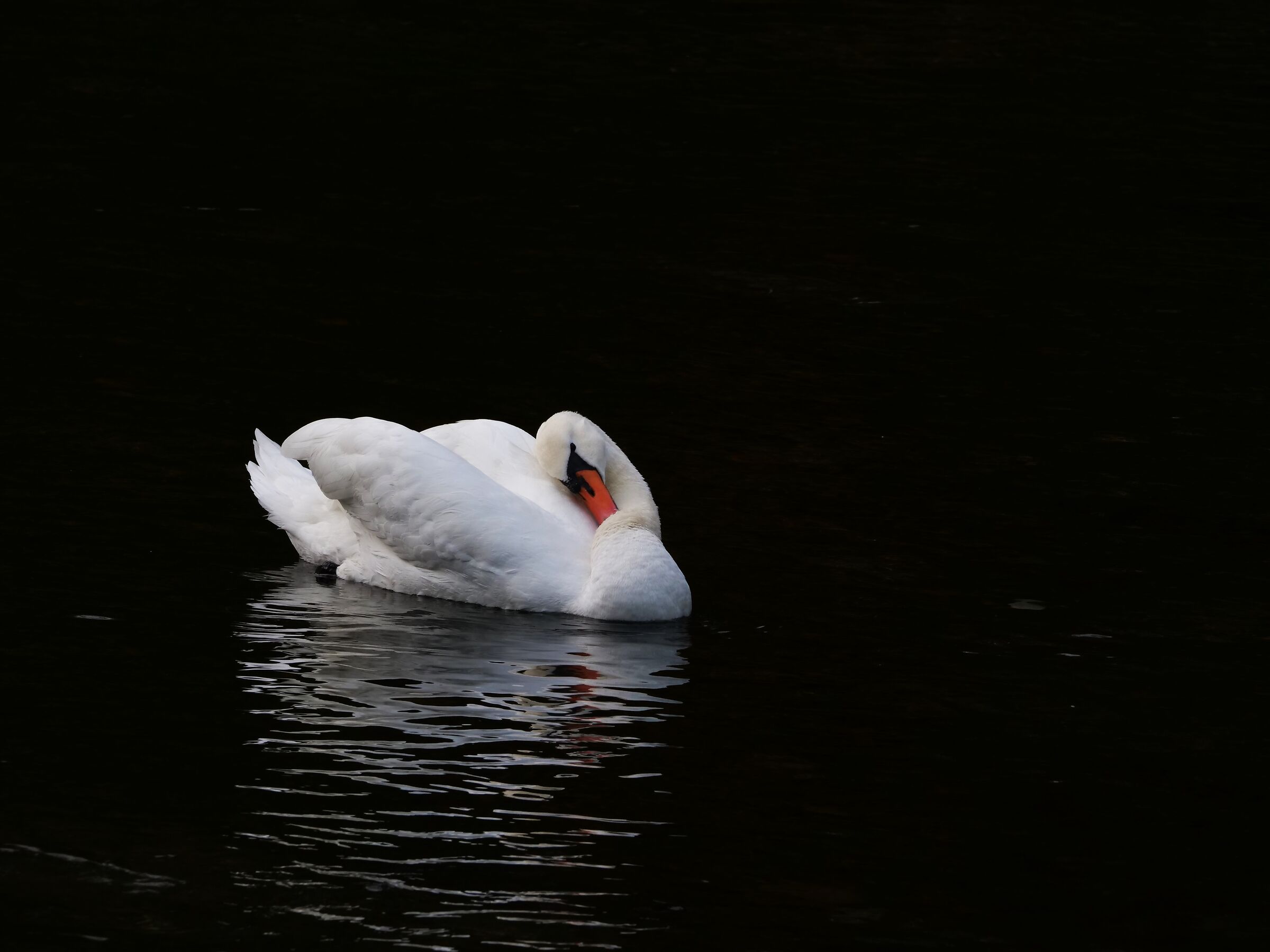 Mute swan ...