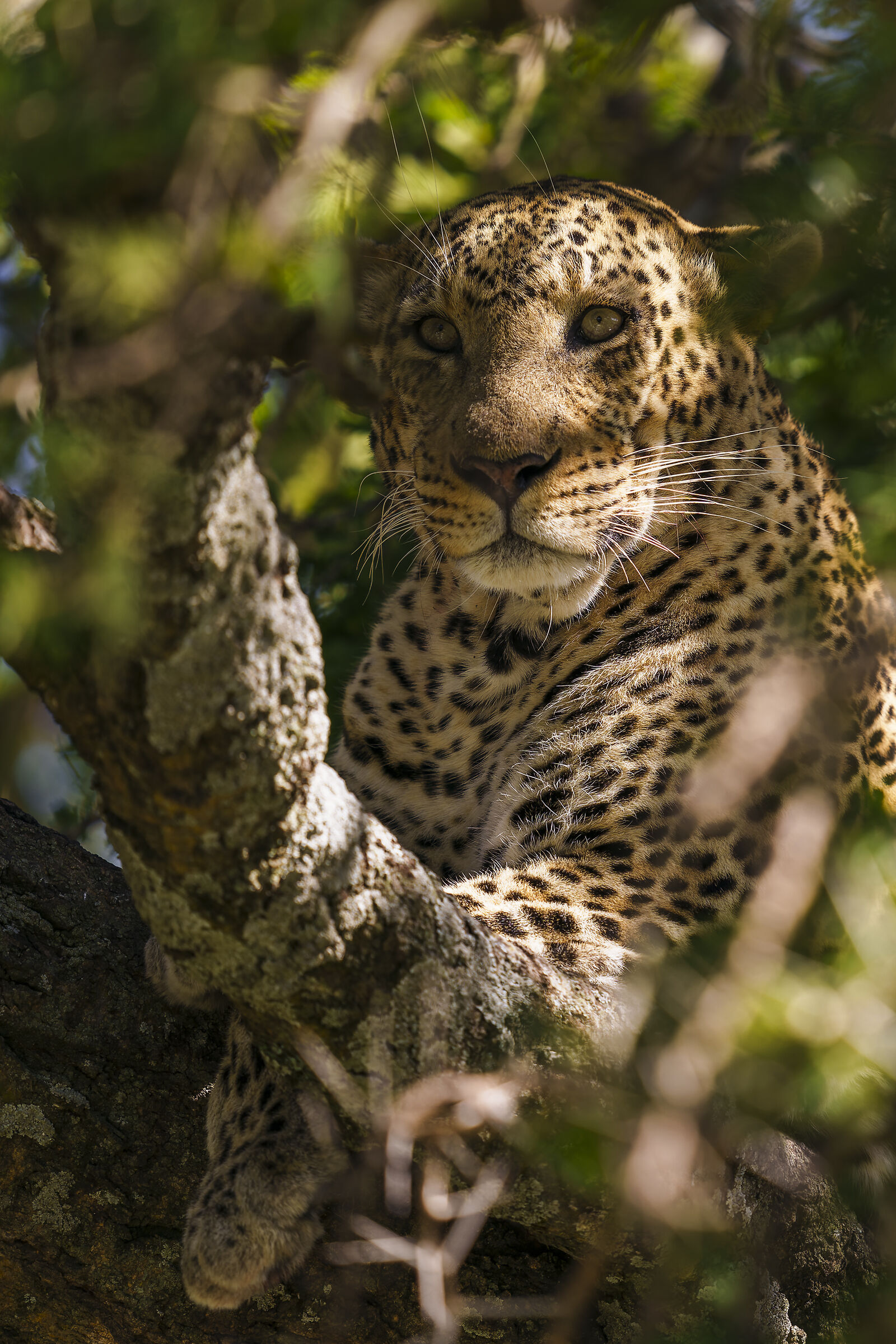 Leopard, Serengeti....