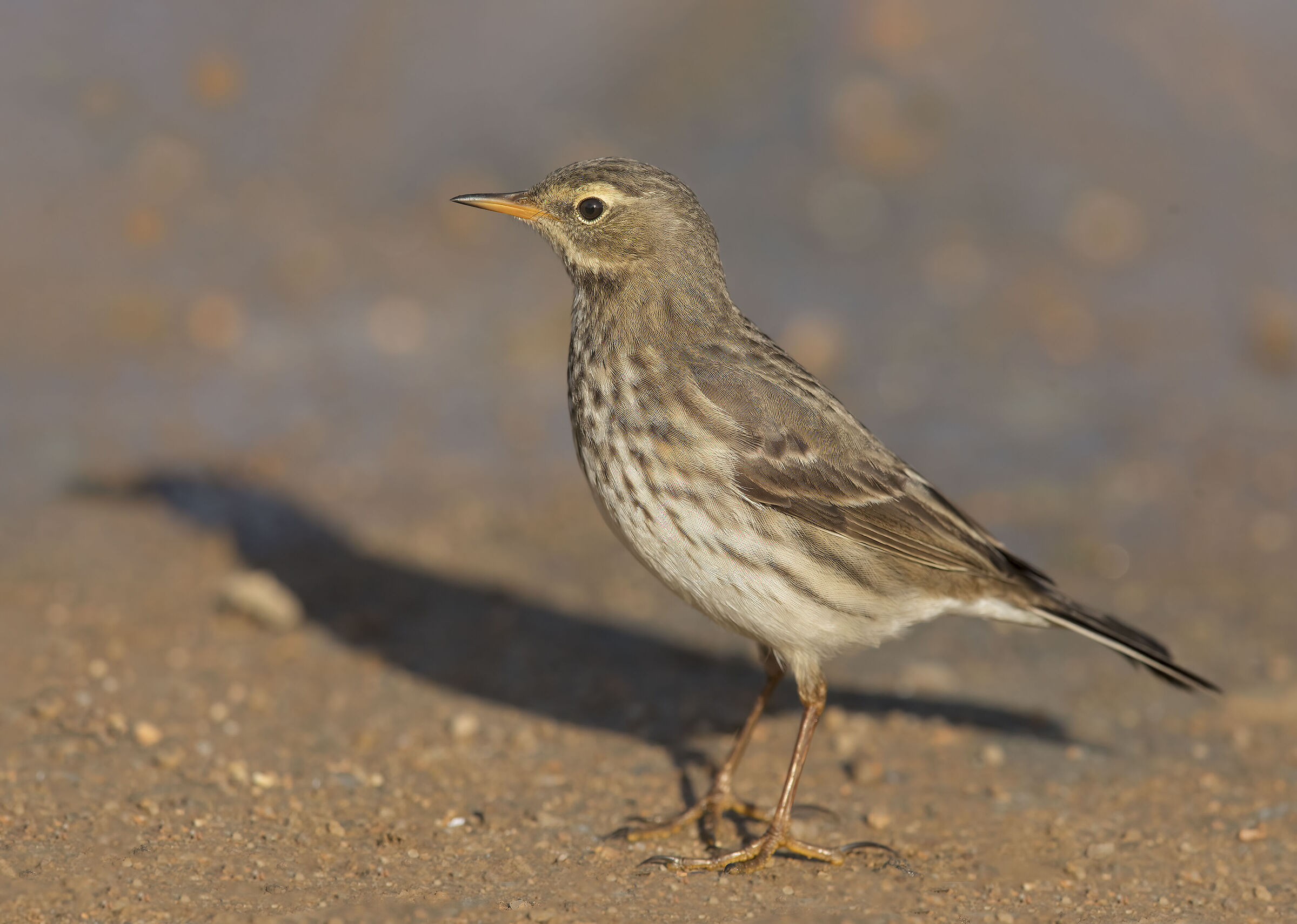 water pipit...