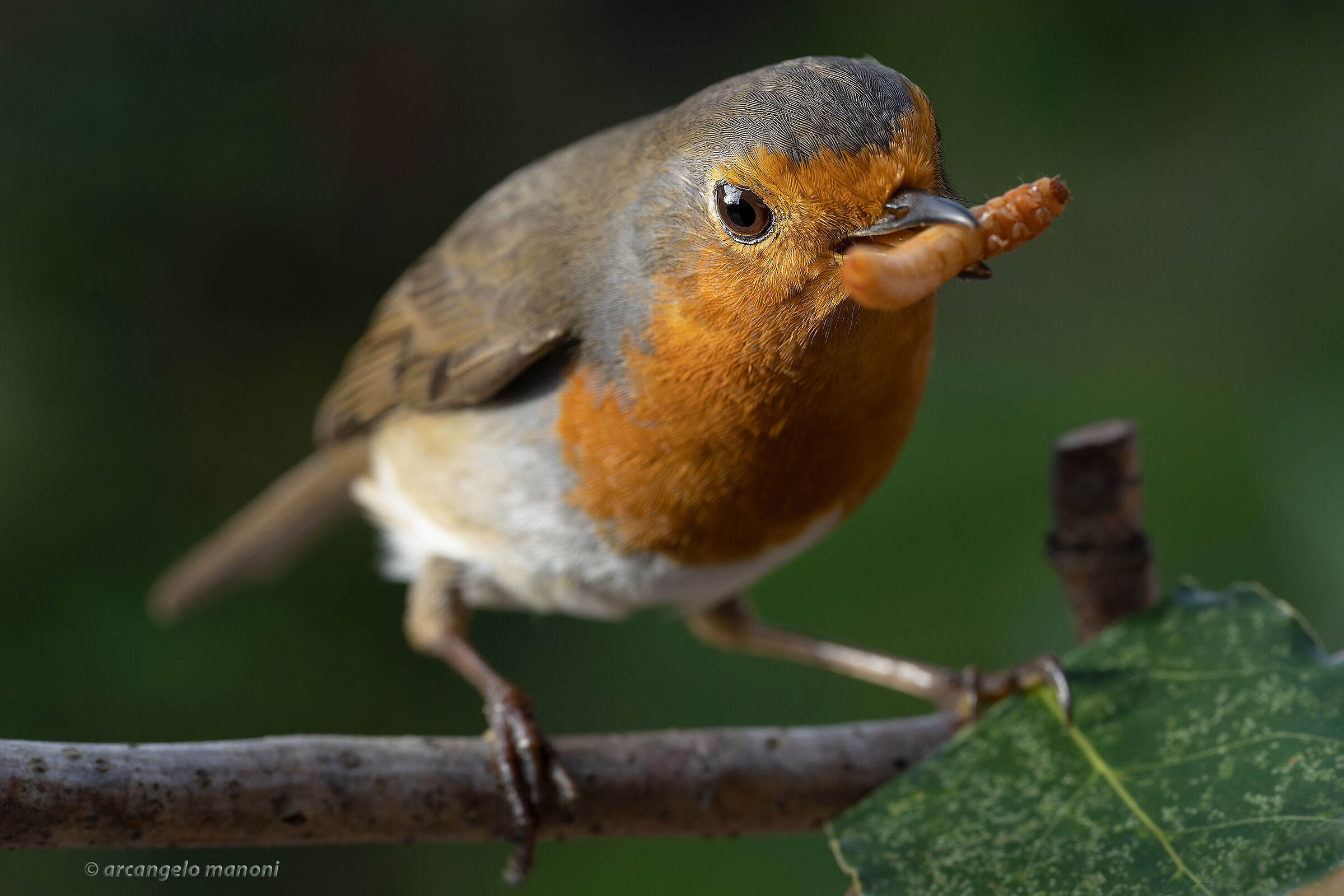 The hunt for the robin's mealworm...