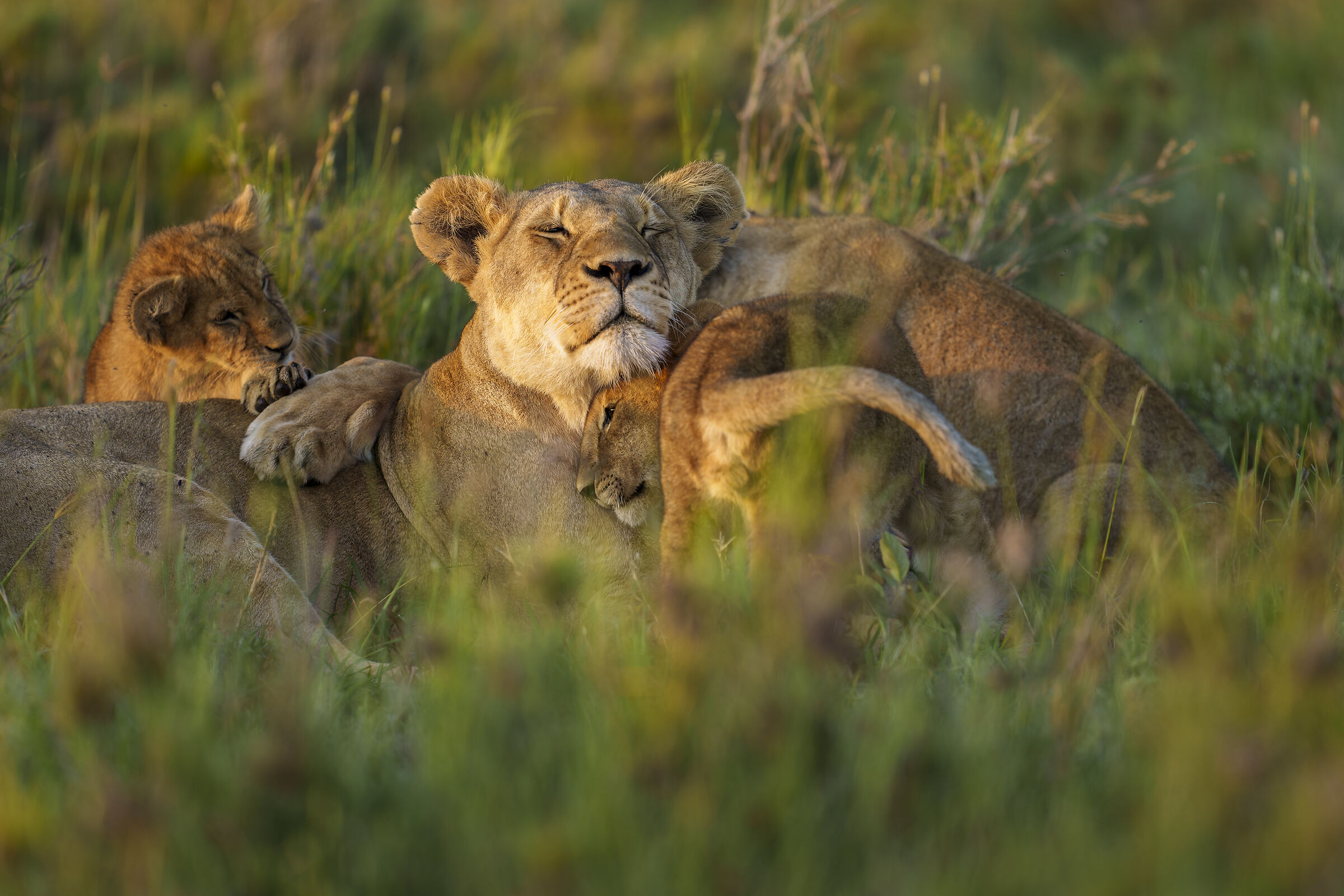 Lions, Serengeti....