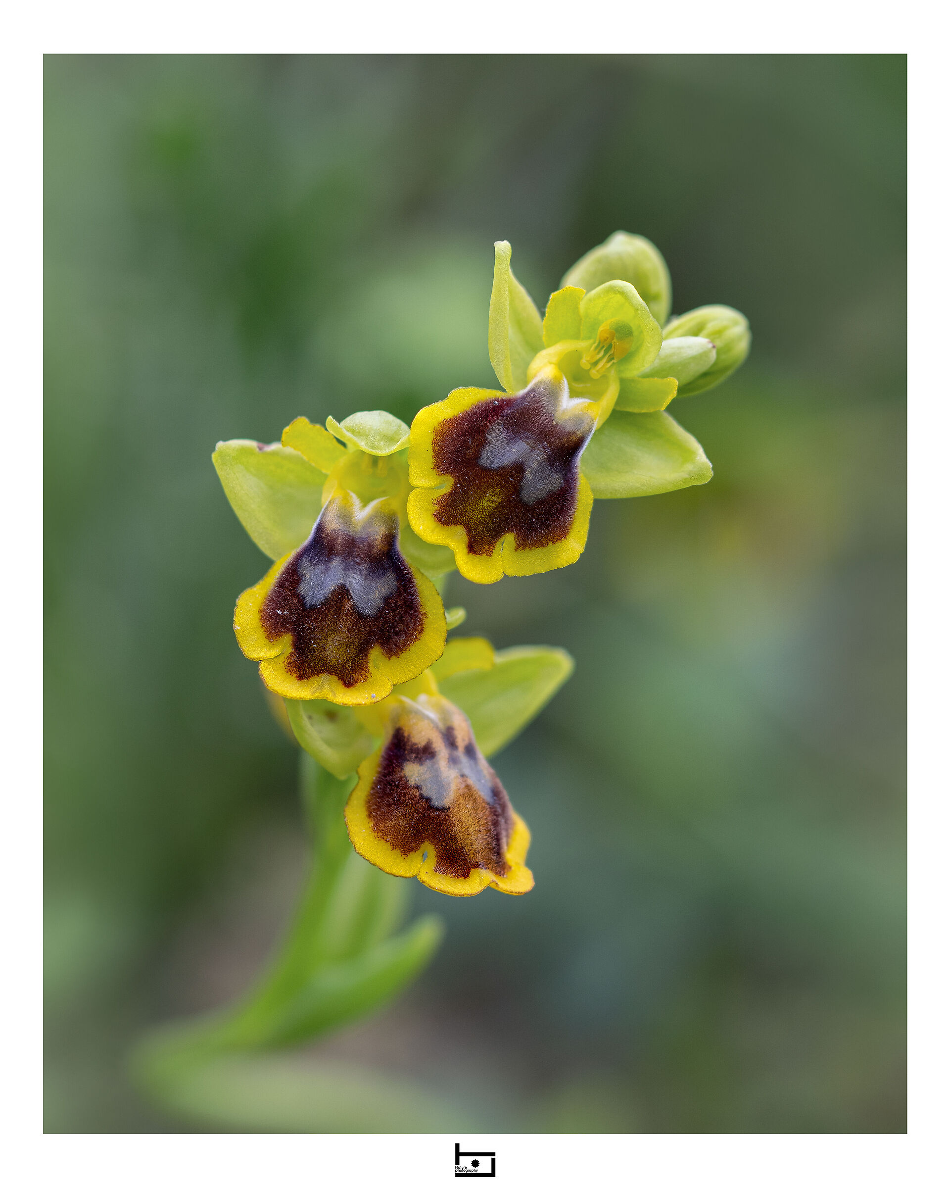 Ophrys x gauthieri...
