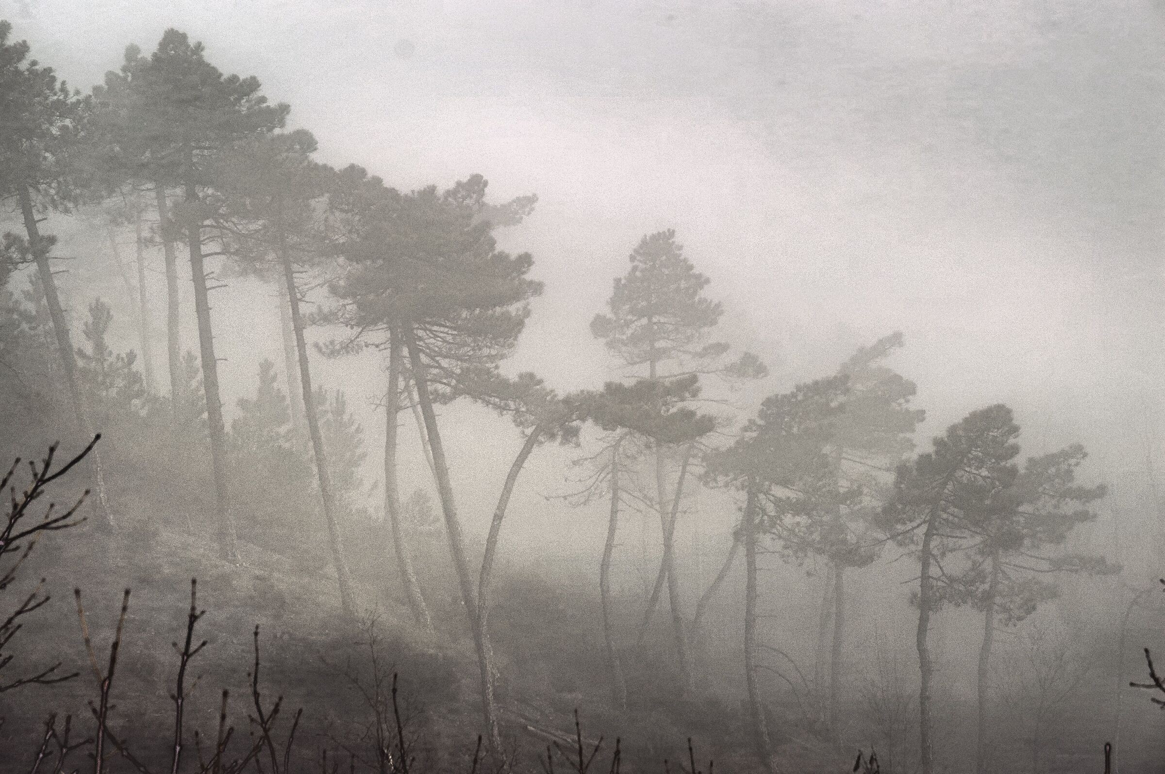I boschi dell'Alto Monferrato tra le nebbie...