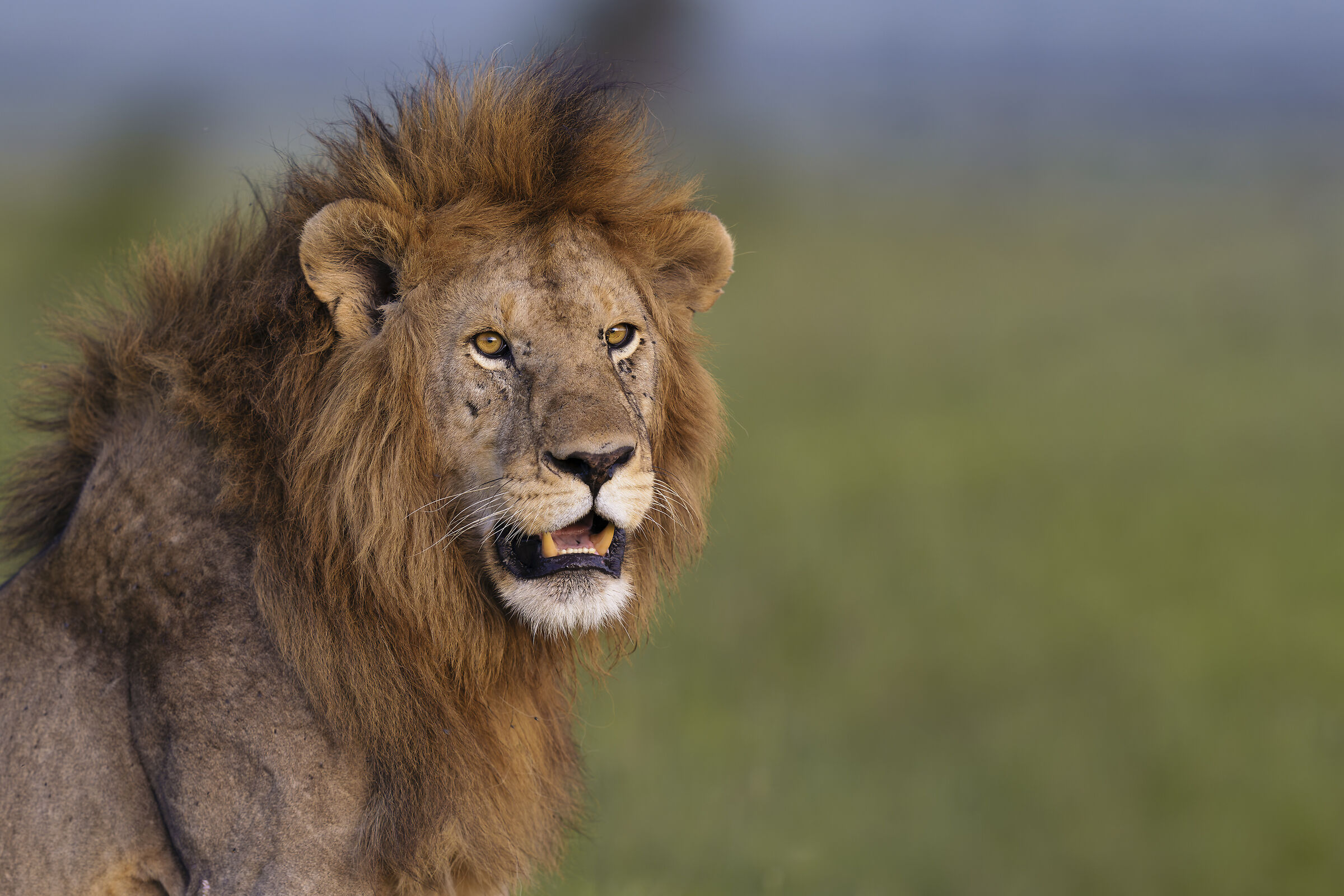Lion, Serengeti....