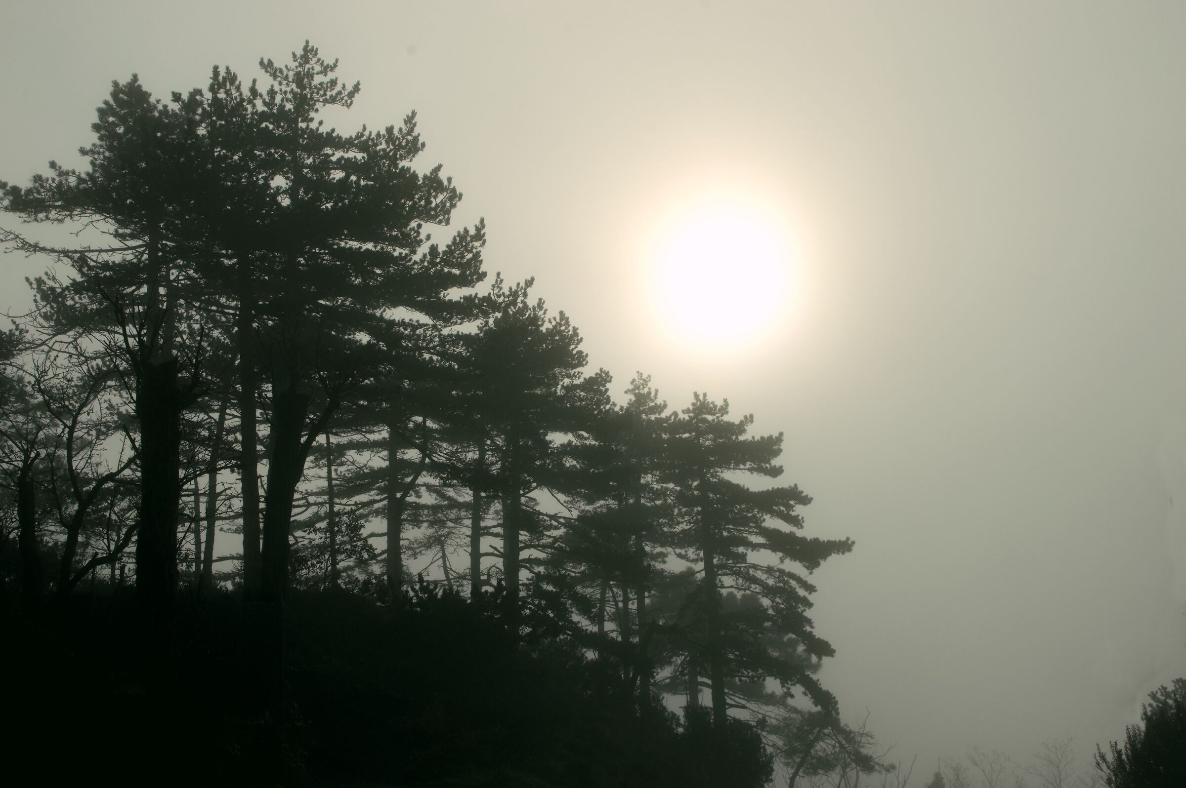 Pale sun over misty forests...
