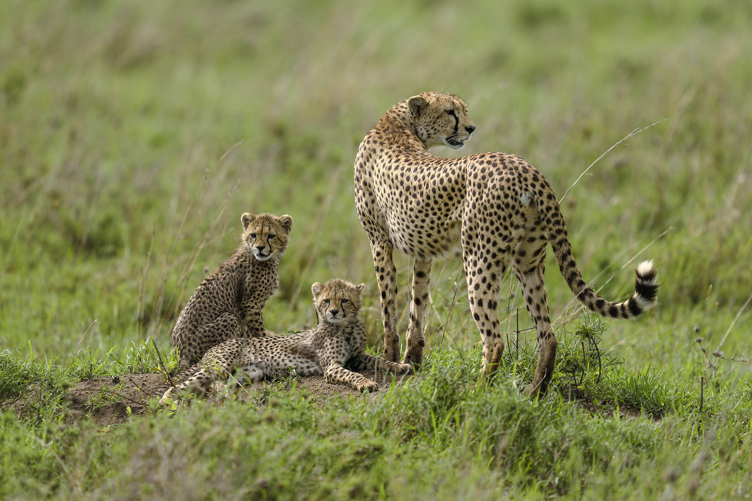 Cheetahs, Serengeti....