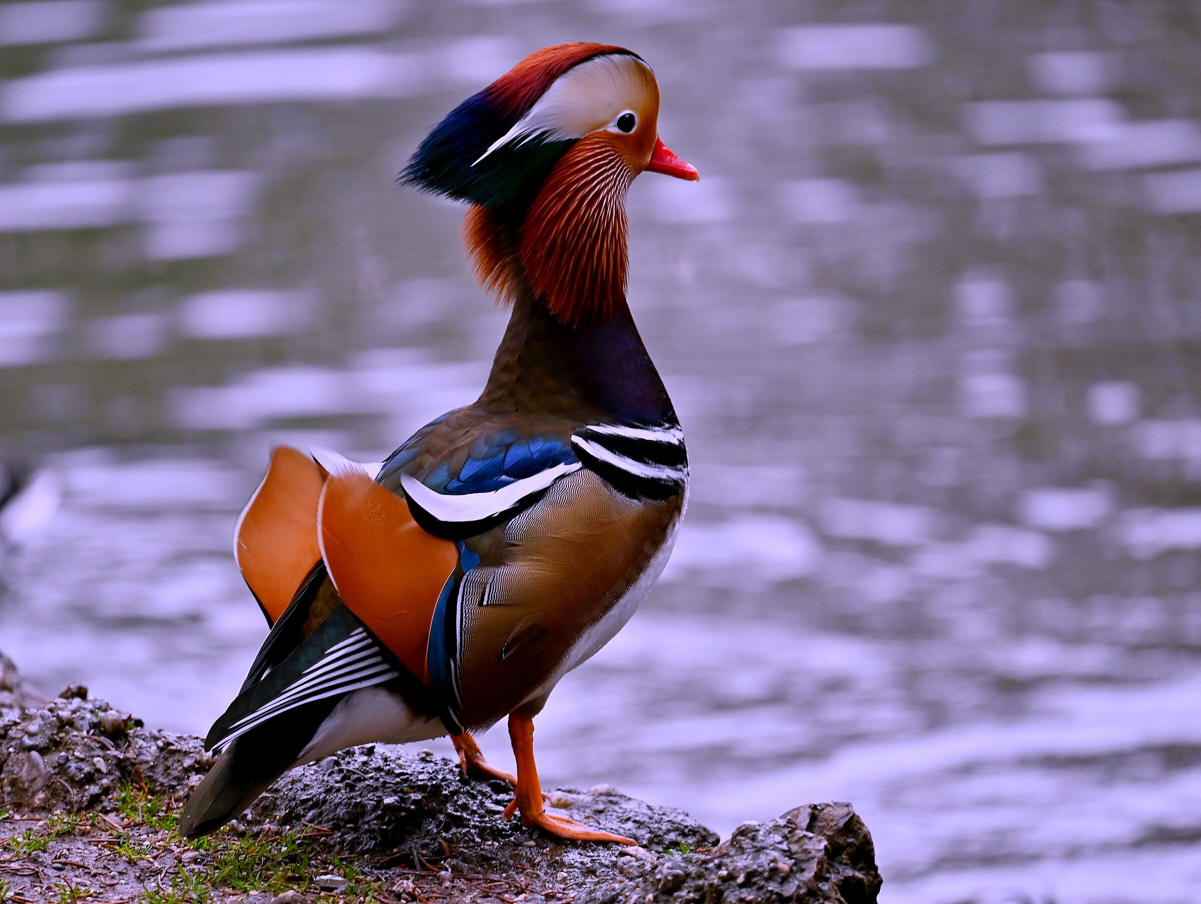 Mandarin duck - Pond Villa Reale Monza 2...