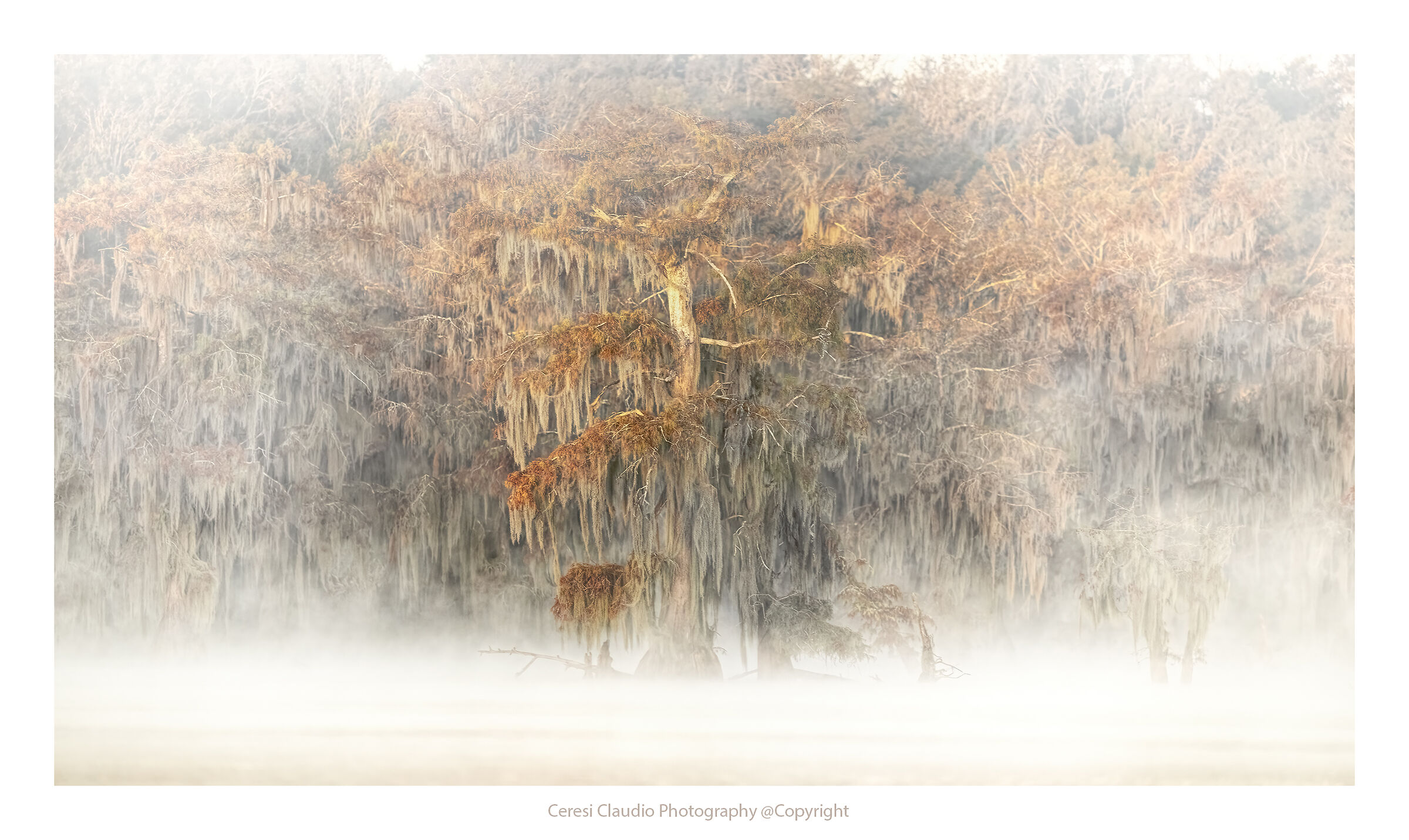 Cypress trees in the fog ...