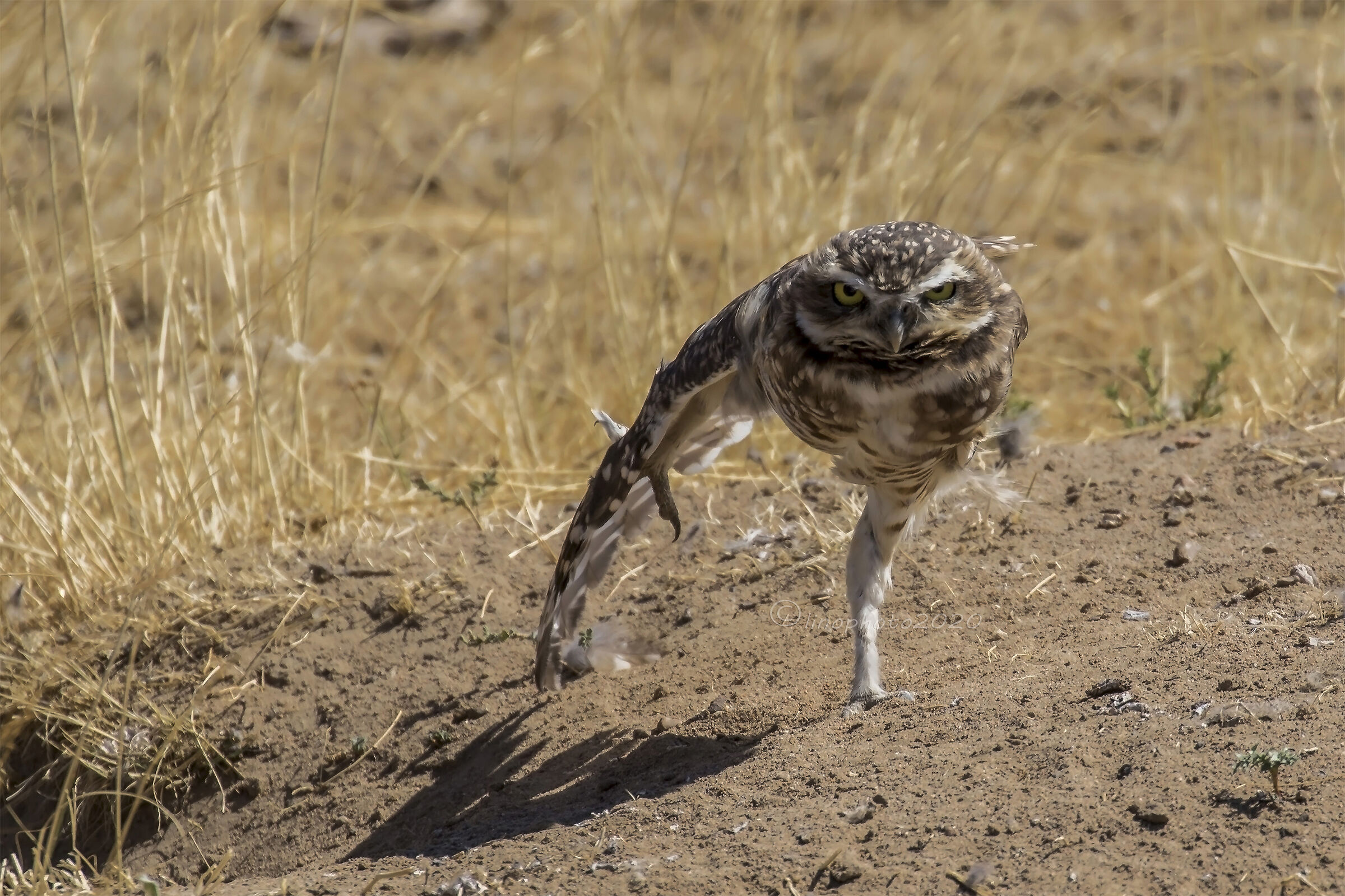 Burrows Owl -Valdes Patagonia Peninsula Argentina...