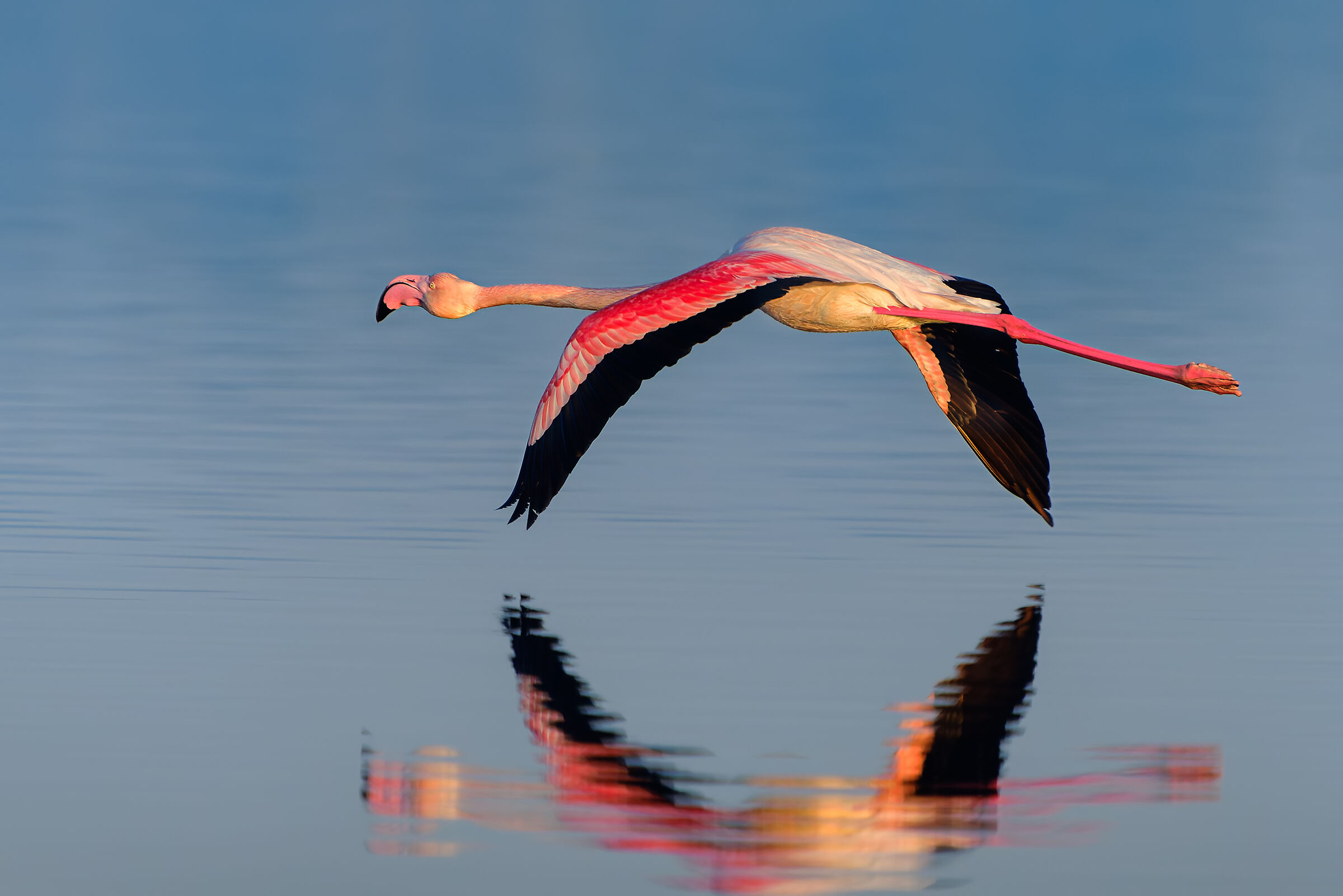 "Pink" flamingo...